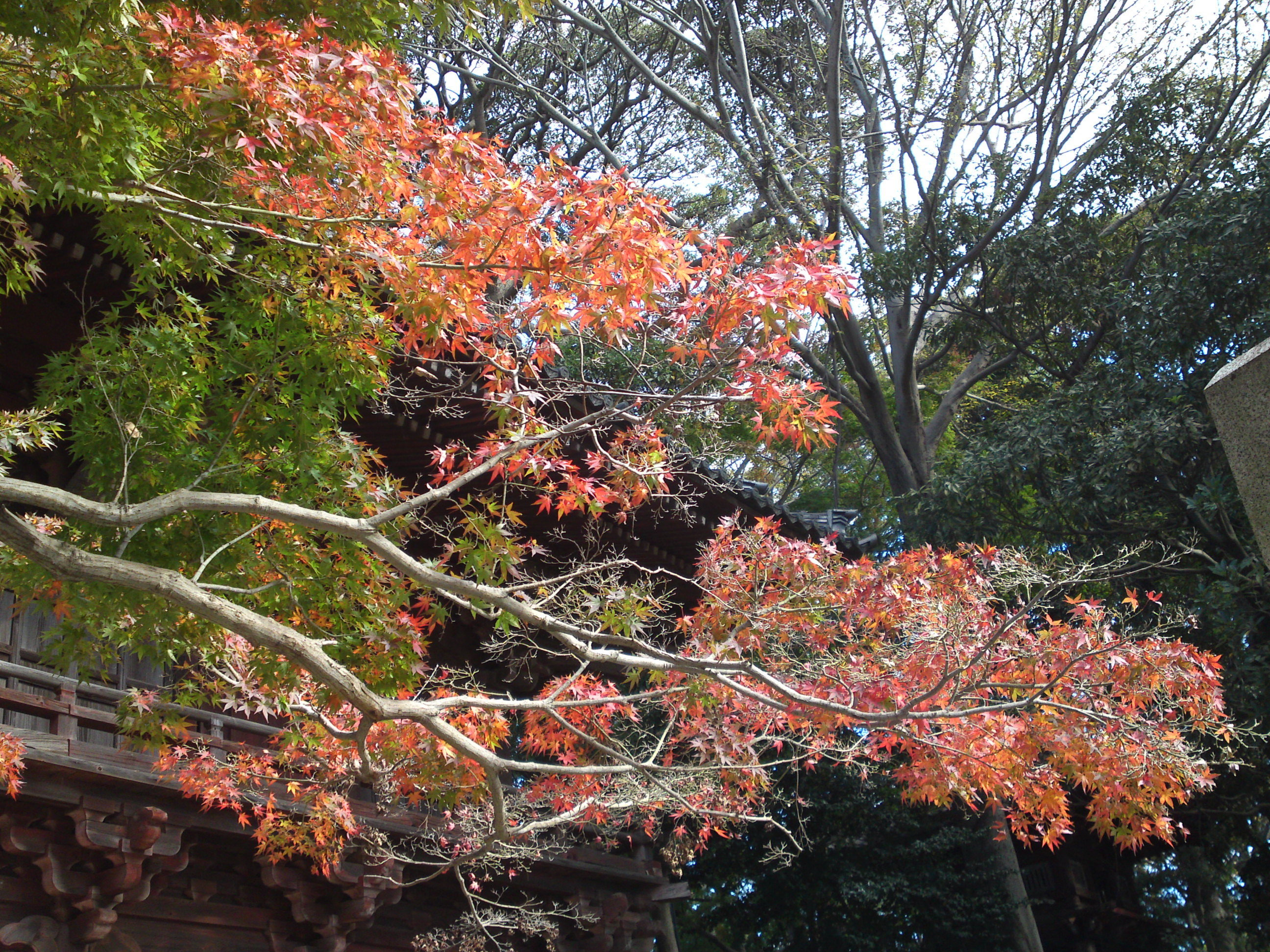 2020年秋色に色づいた真間山弘法寺の木々５