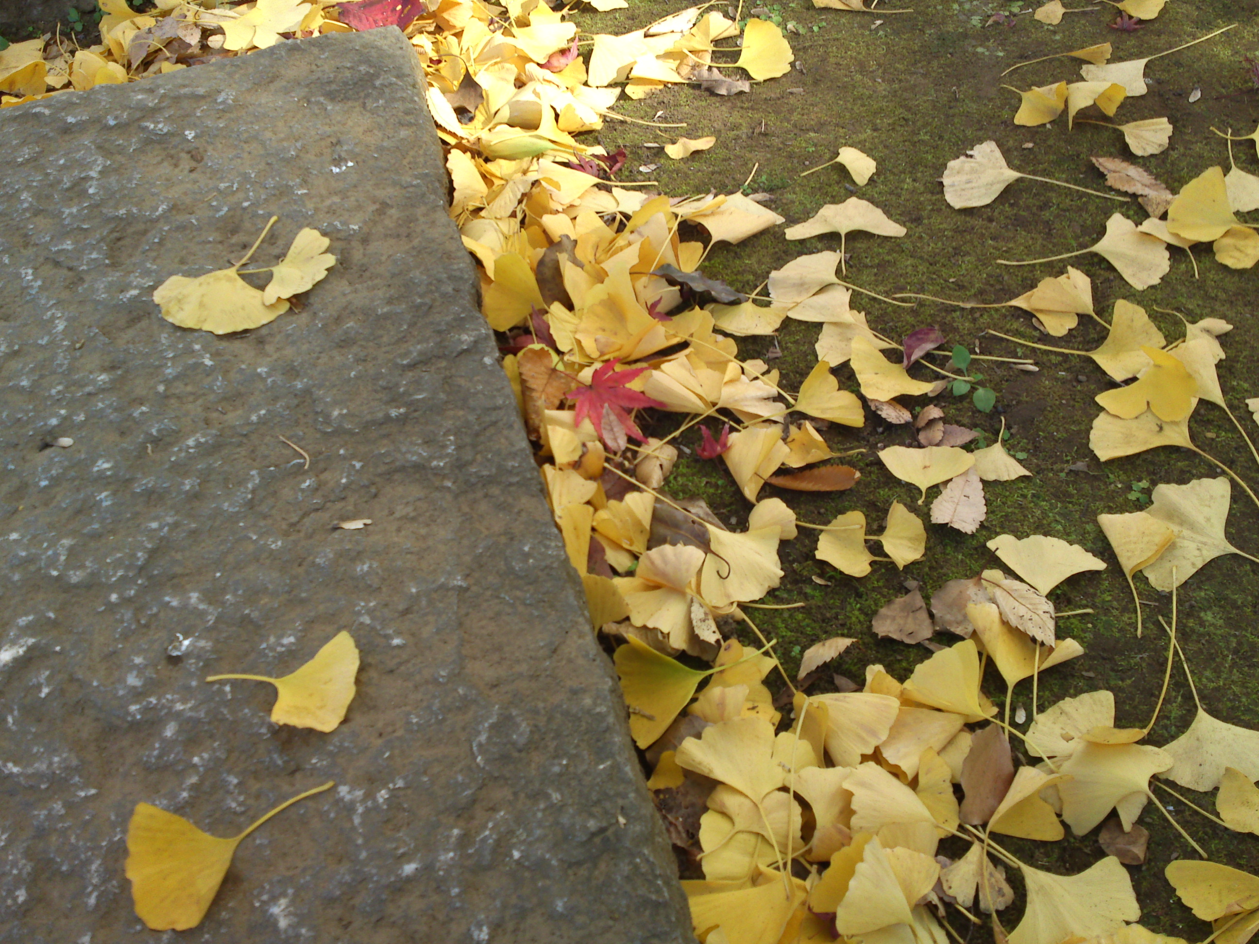 2020年秋色に色づいた真間山弘法寺の木々６