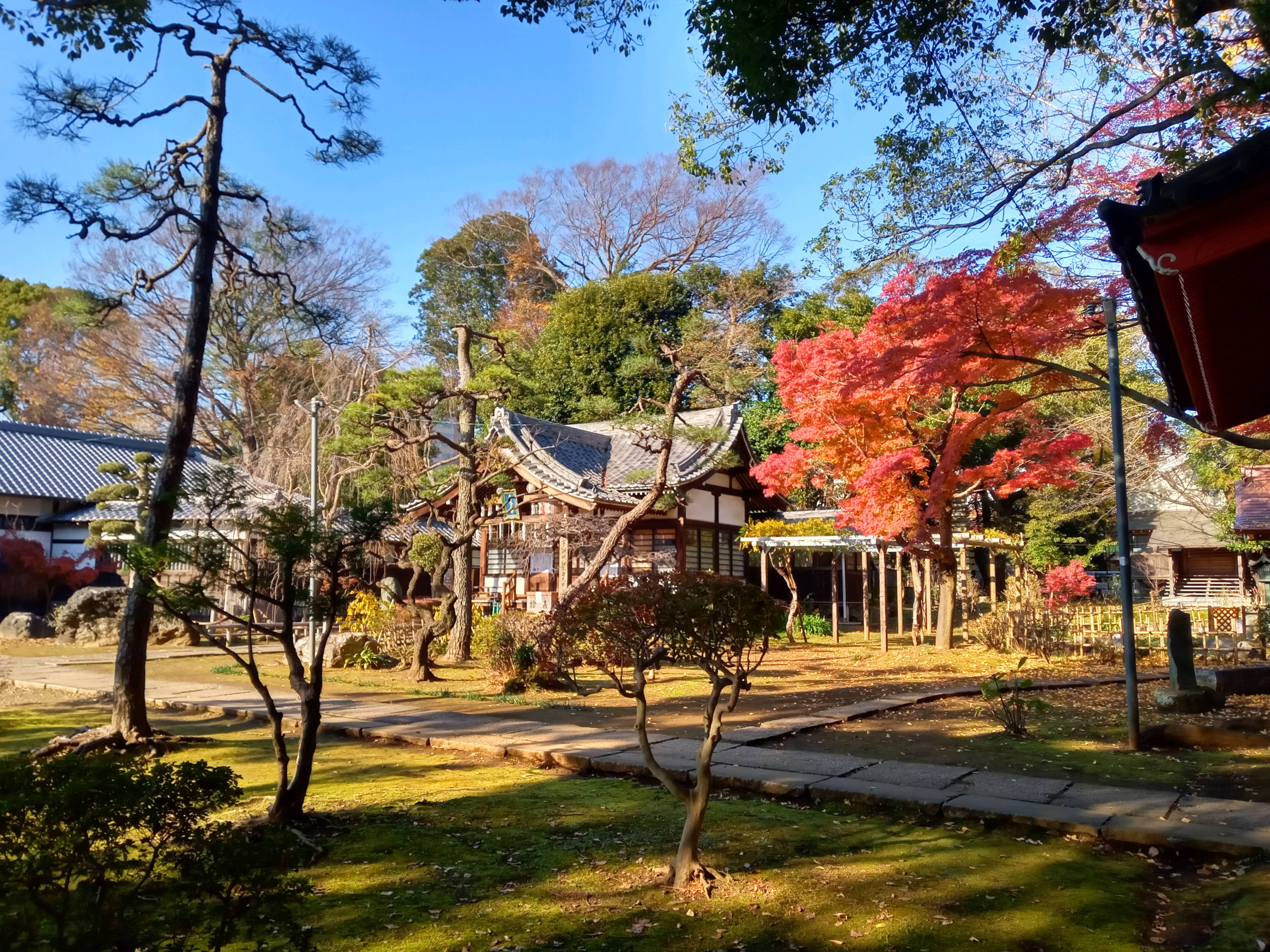 2020年秋色に色づいた真間山弘法寺の木々８