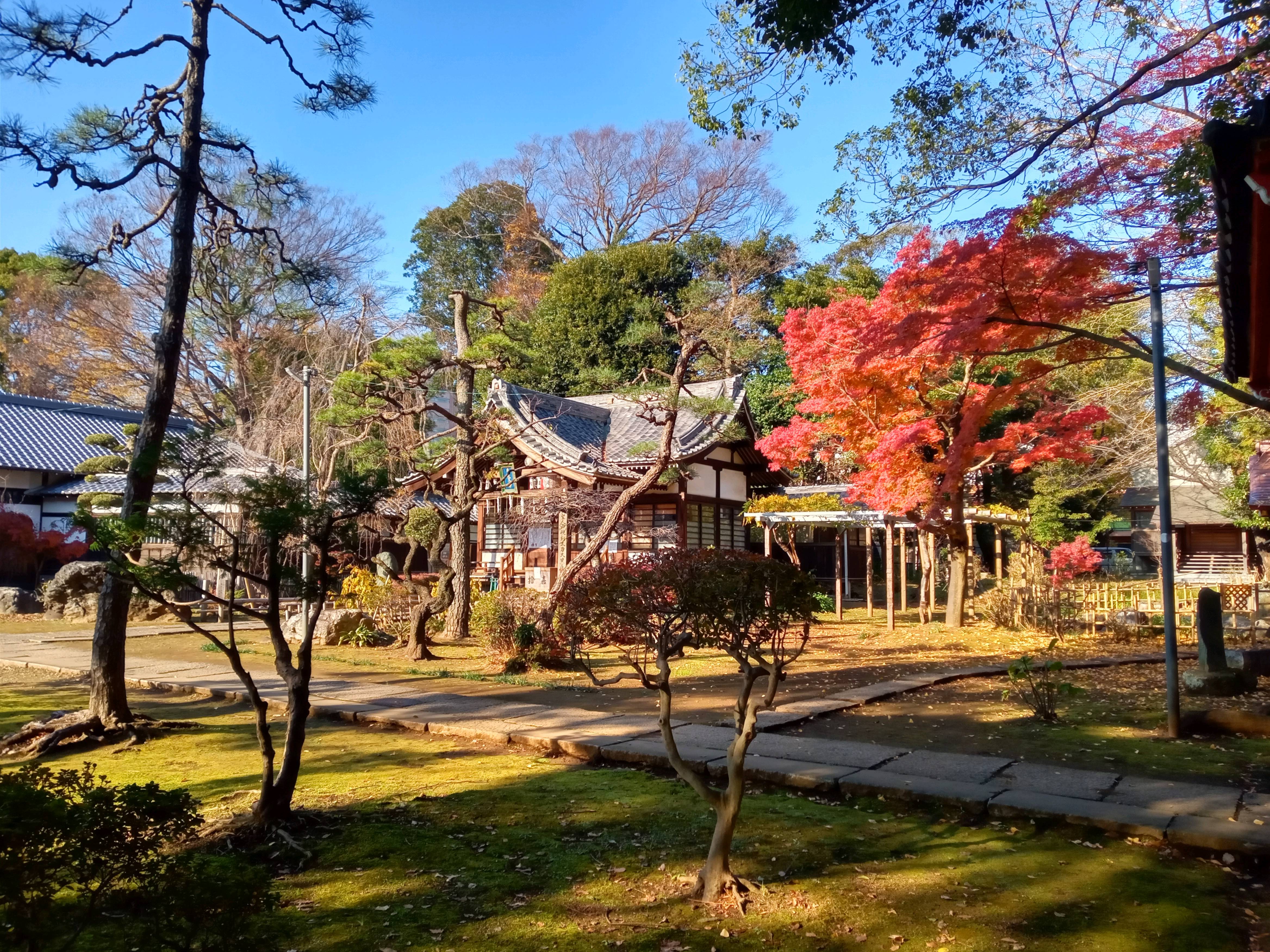 2020年秋色に色づいた真間山弘法寺の木々９