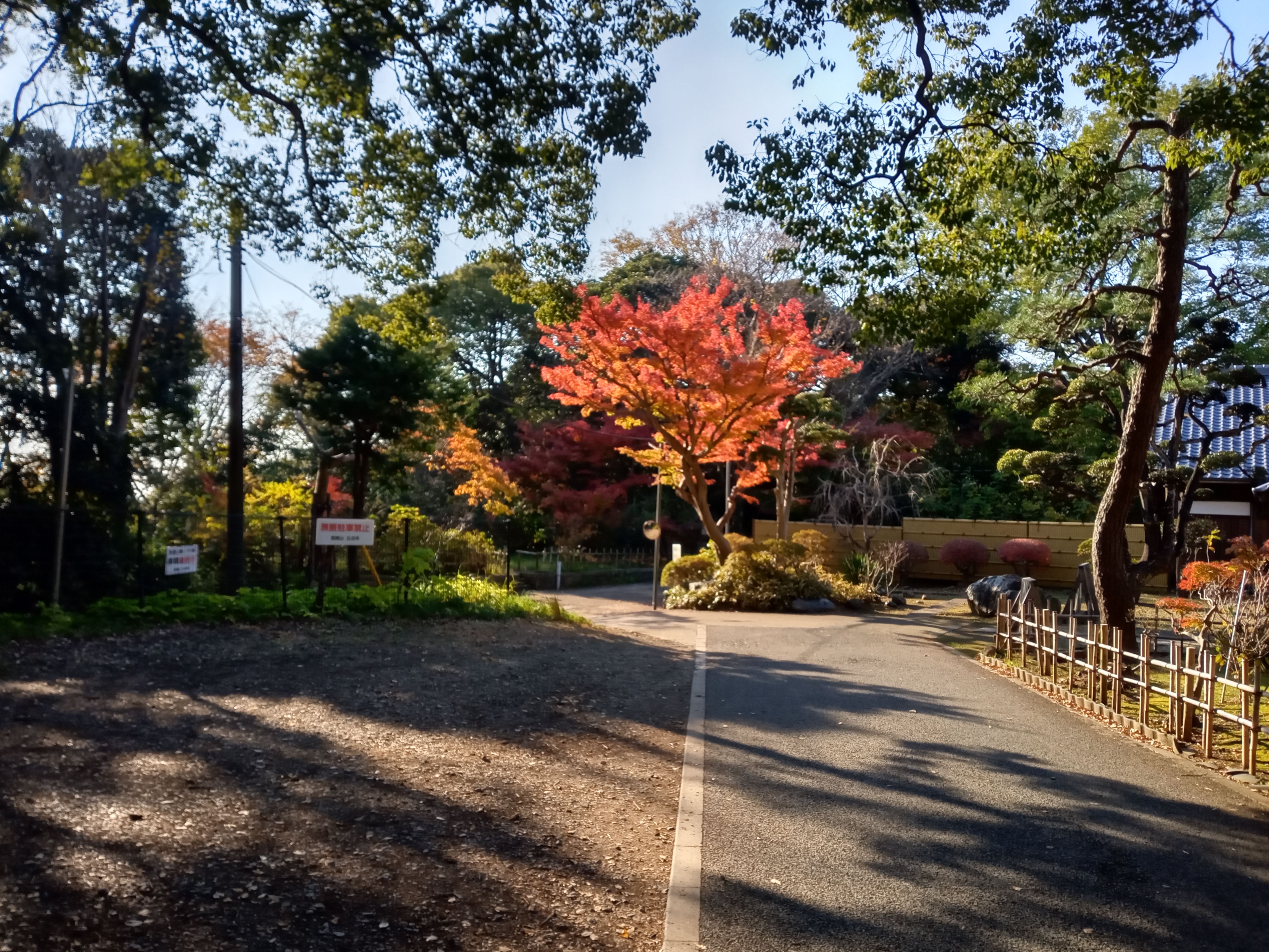 2020年秋色に色づいた真間山弘法寺の木々１０
