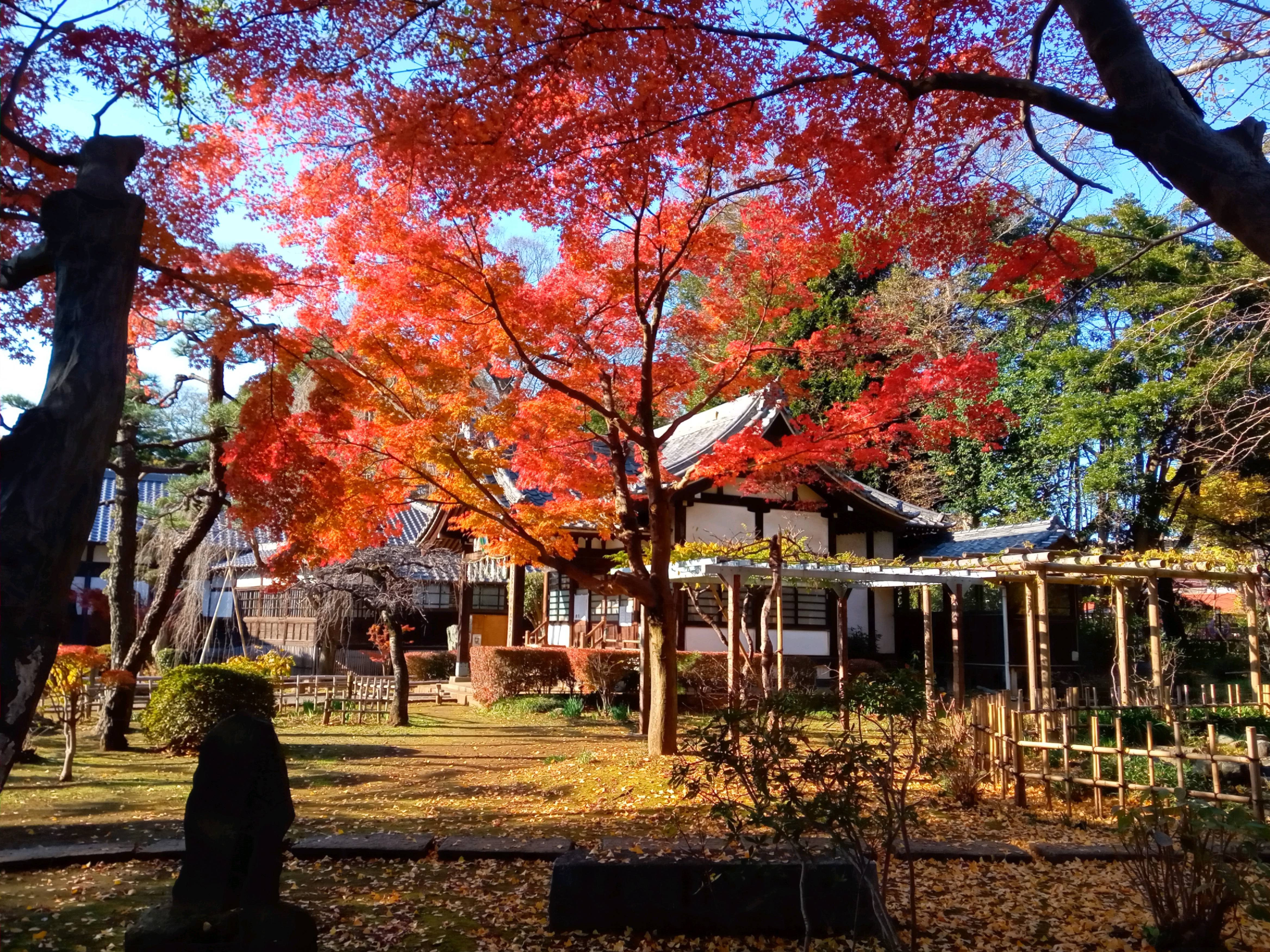 2020年秋色に色づいた真間山弘法寺の木々１１