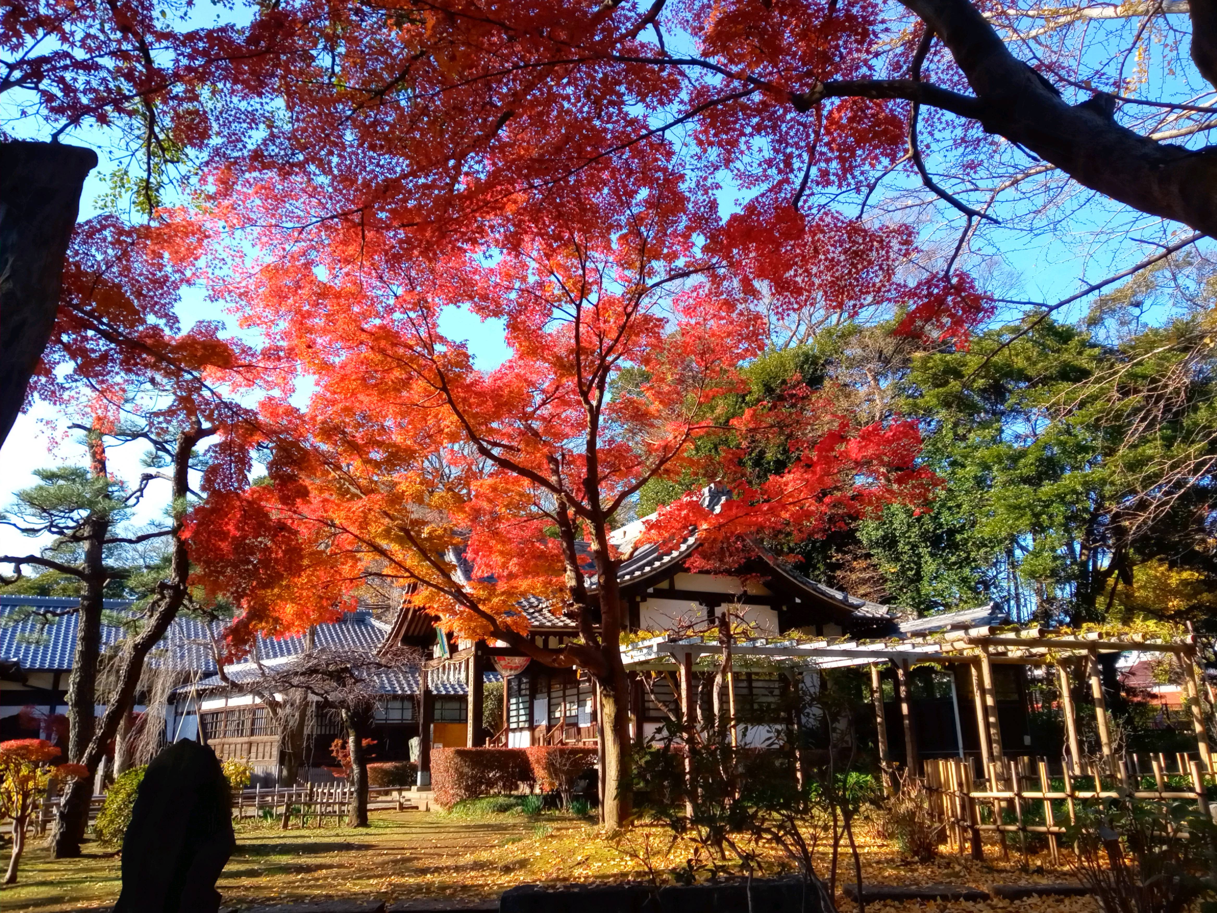 2020年秋色に色づいた真間山弘法寺の木々１２