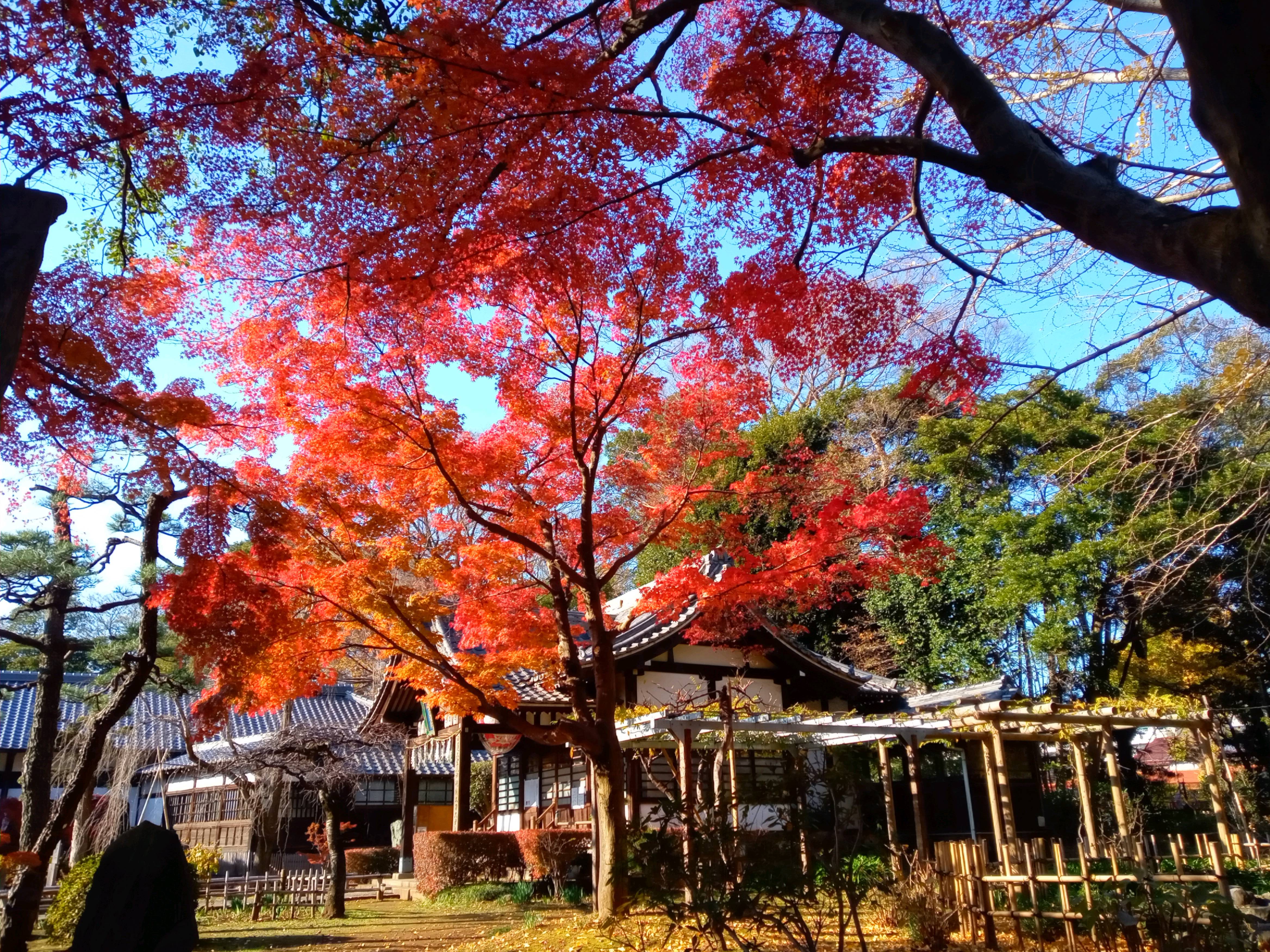 2020年秋色に色づいた真間山弘法寺の木々１３