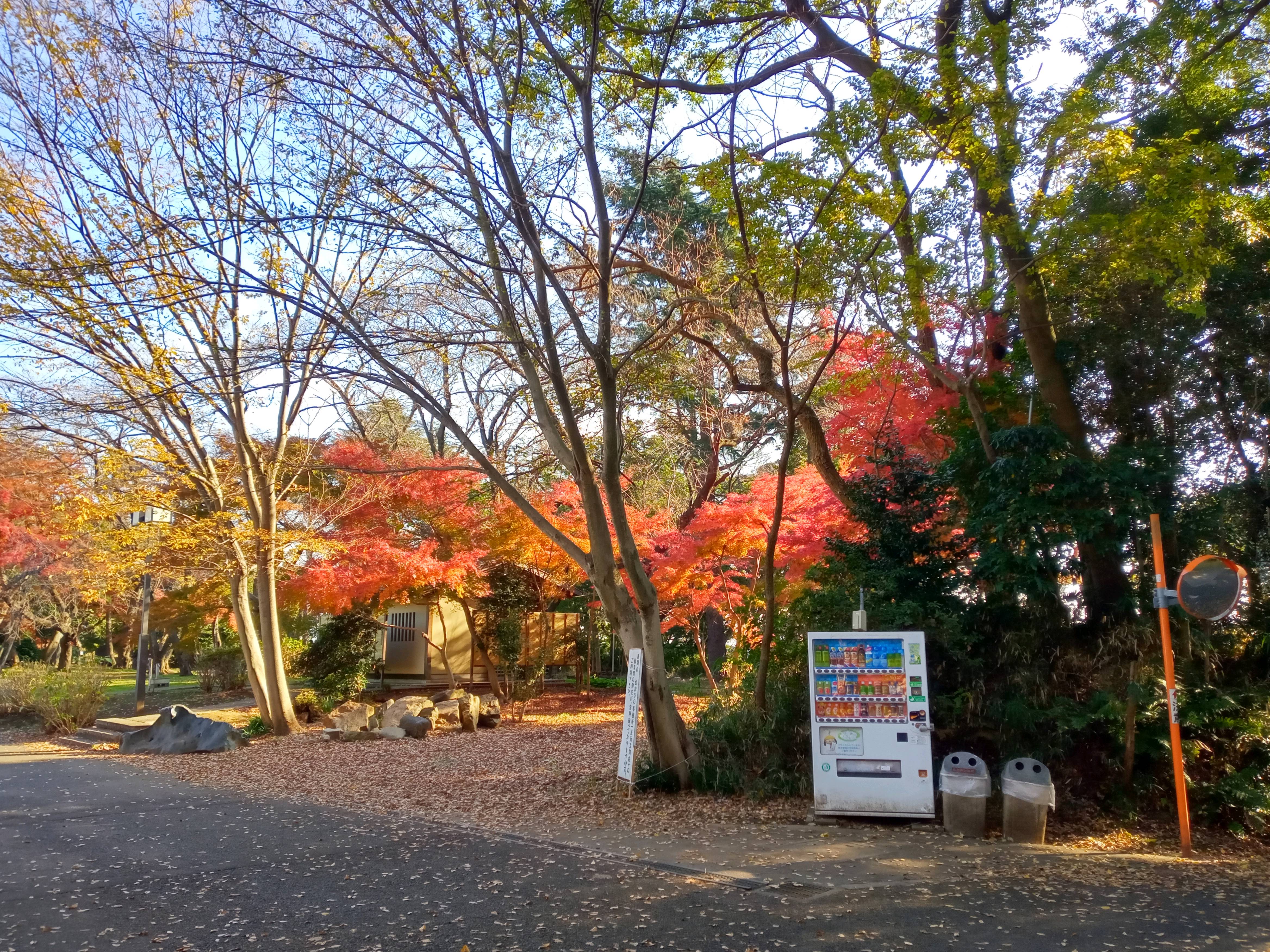 2020年秋色に色づいた真間山弘法寺の木々１４