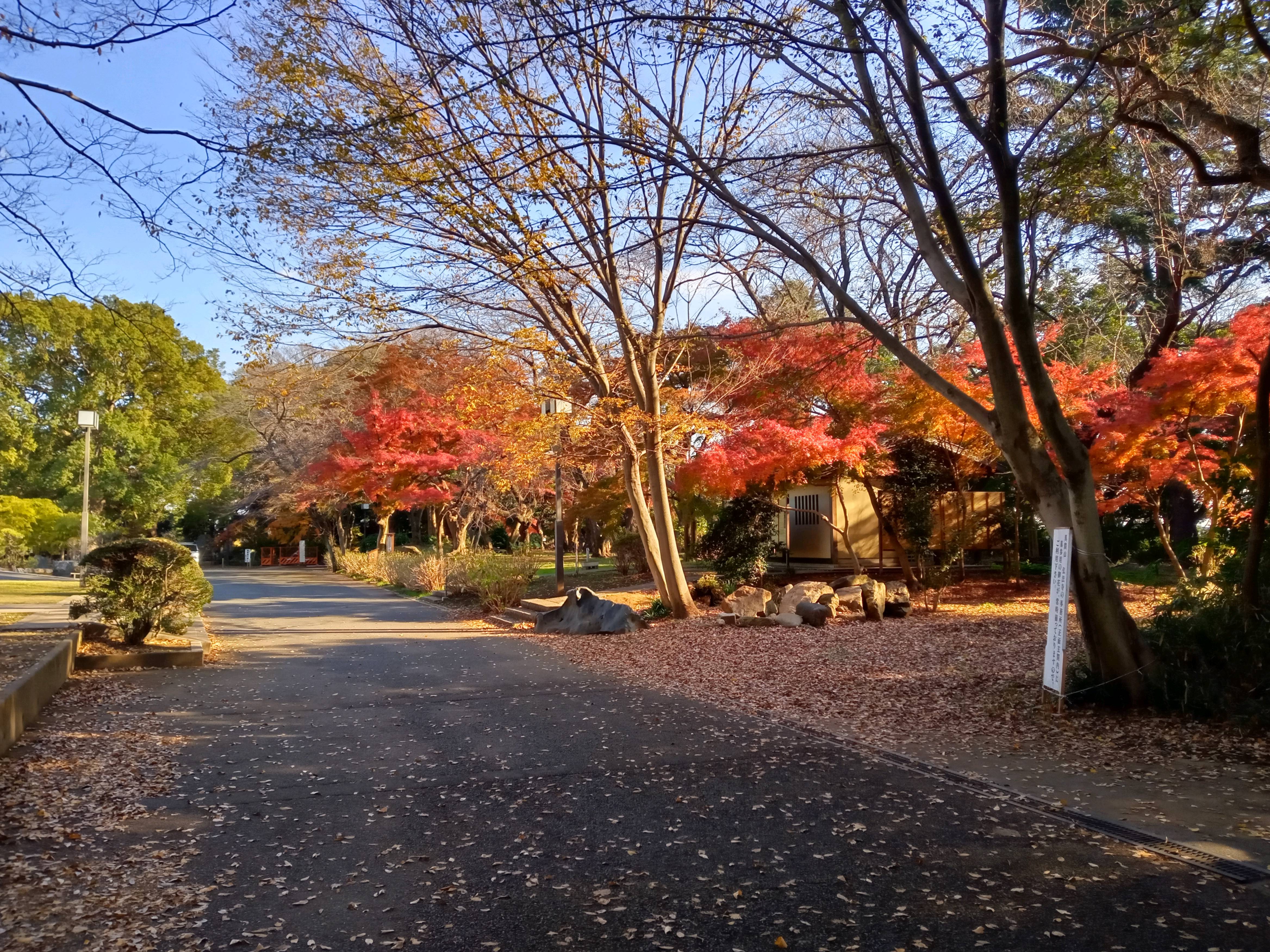 2020年秋色に色づいた真間山弘法寺の木々１５