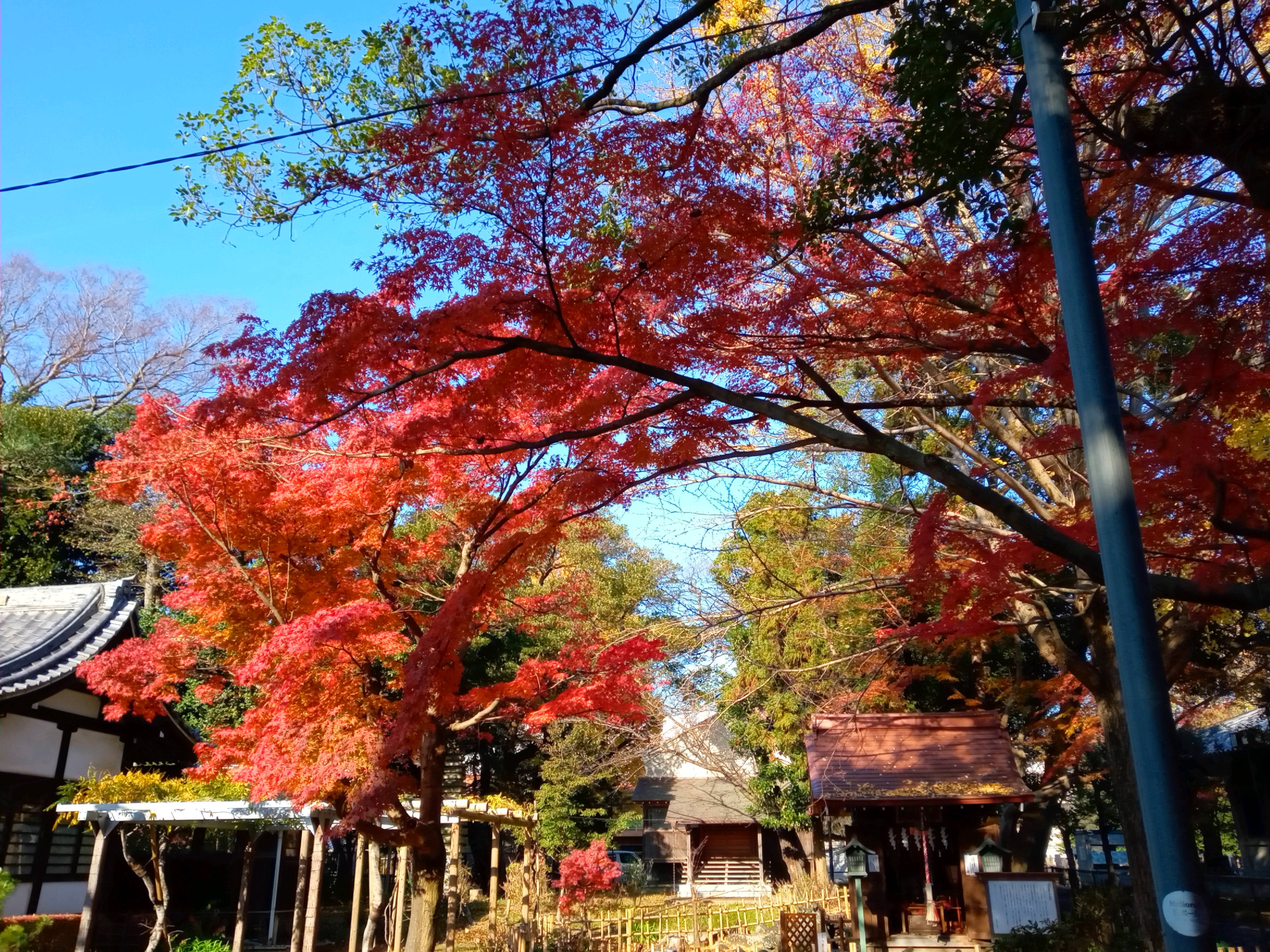 2020年秋色に色づいた真間山弘法寺の木々１６
