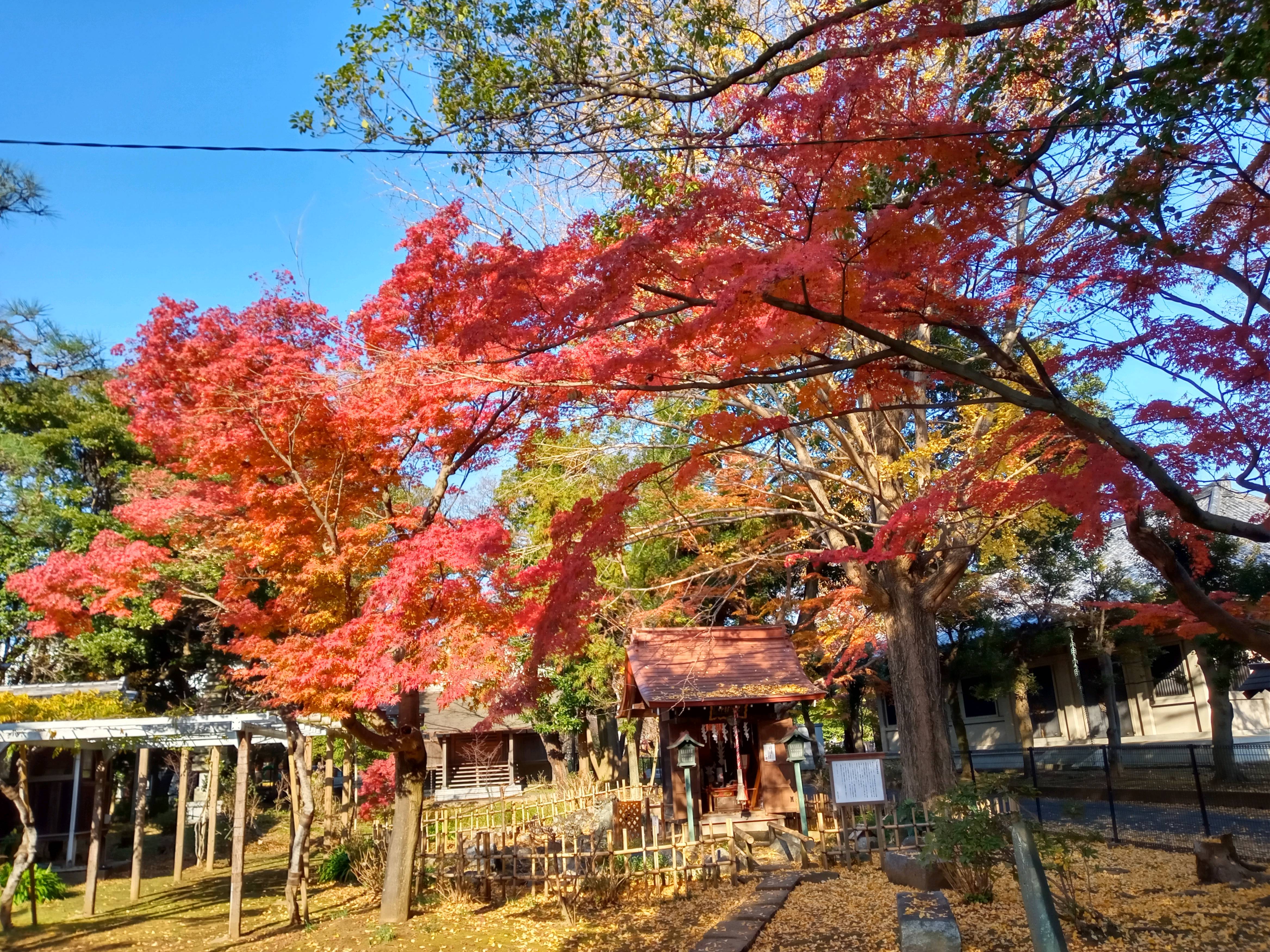 2020年秋色に色づいた真間山弘法寺の木々１７