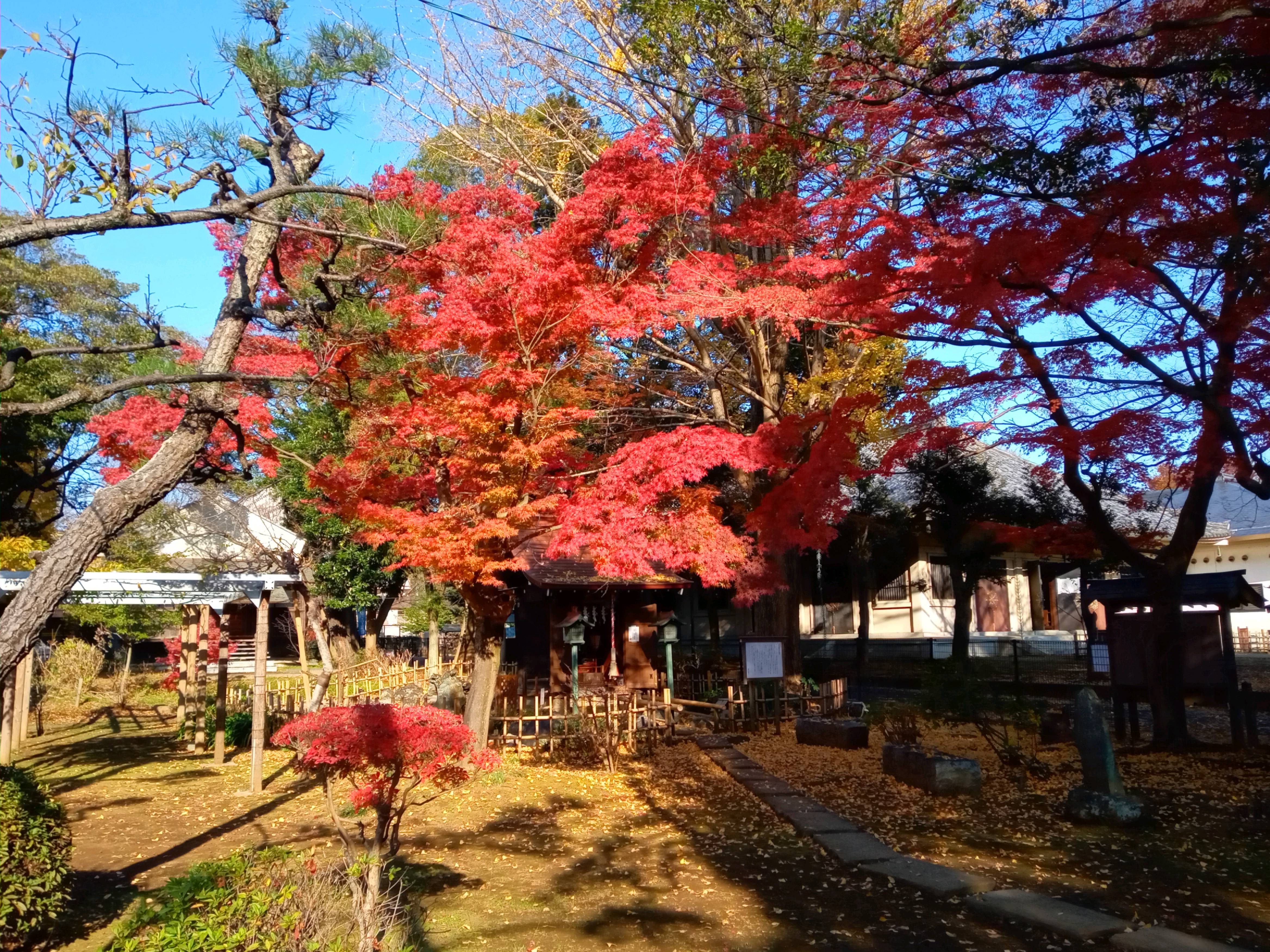 2020年秋色に色づいた真間山弘法寺の木々１８