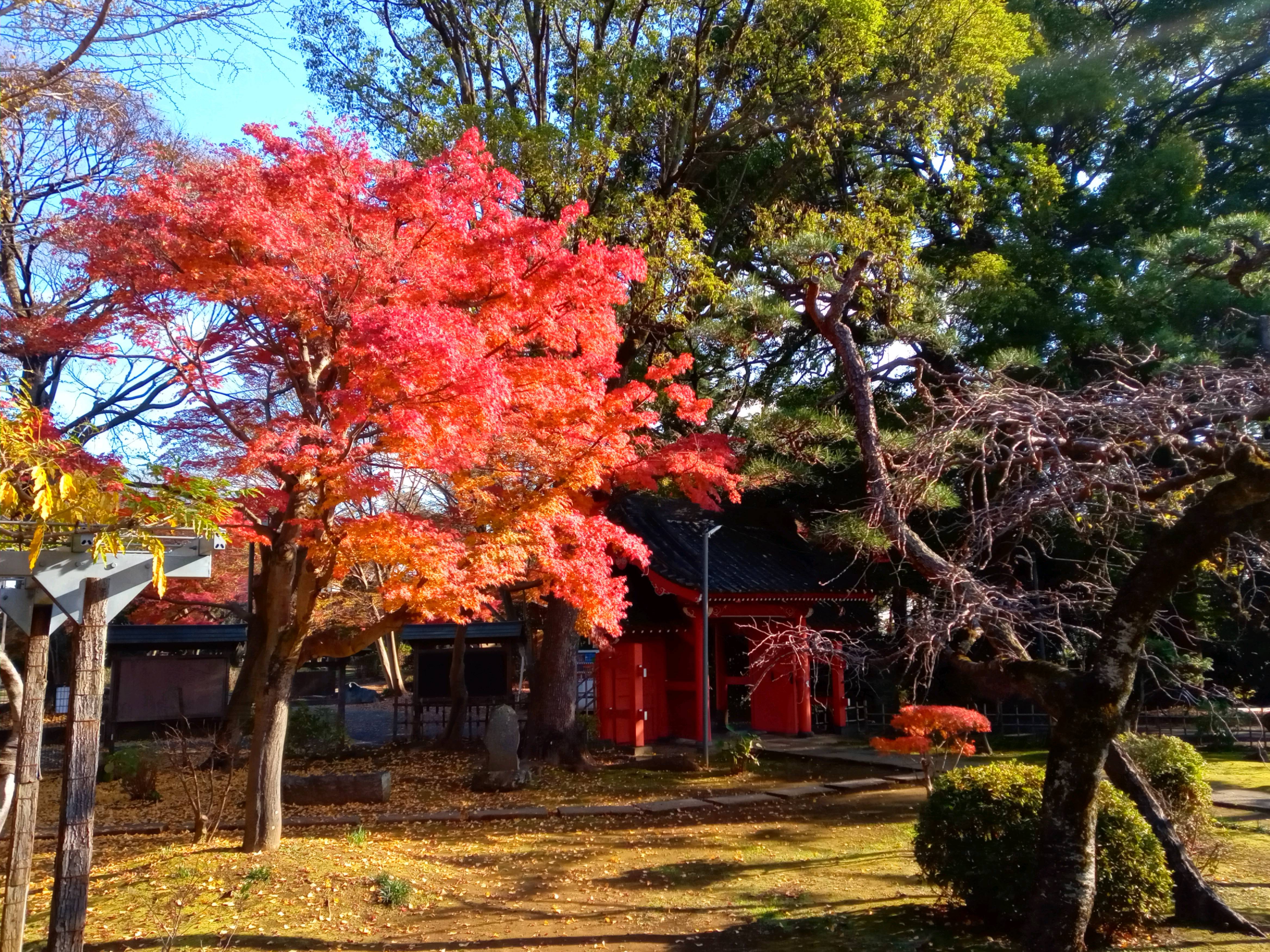 2020年秋色に色づいた真間山弘法寺の木々１９