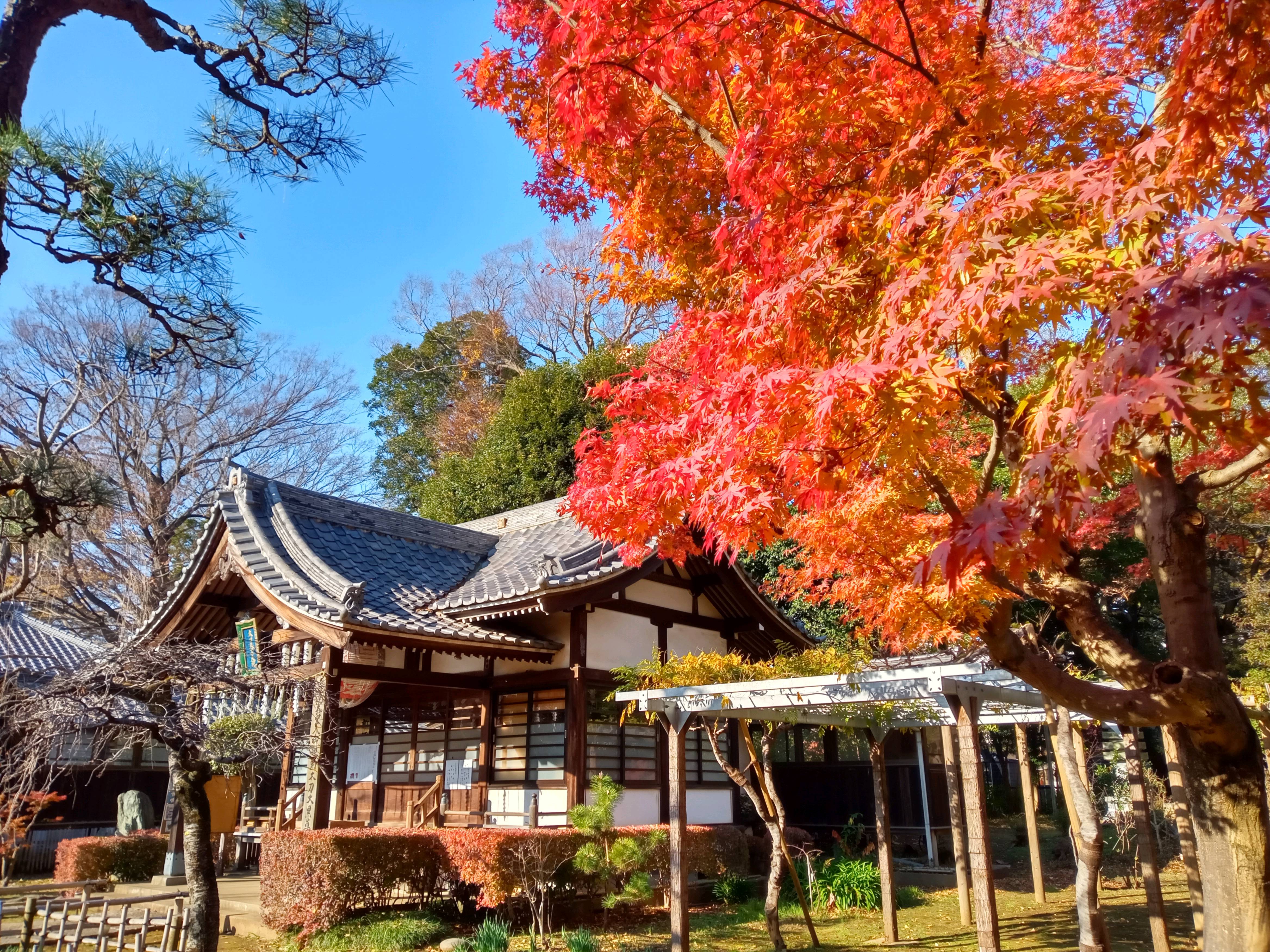 2020年秋色に色づいた真間山弘法寺の木々２１