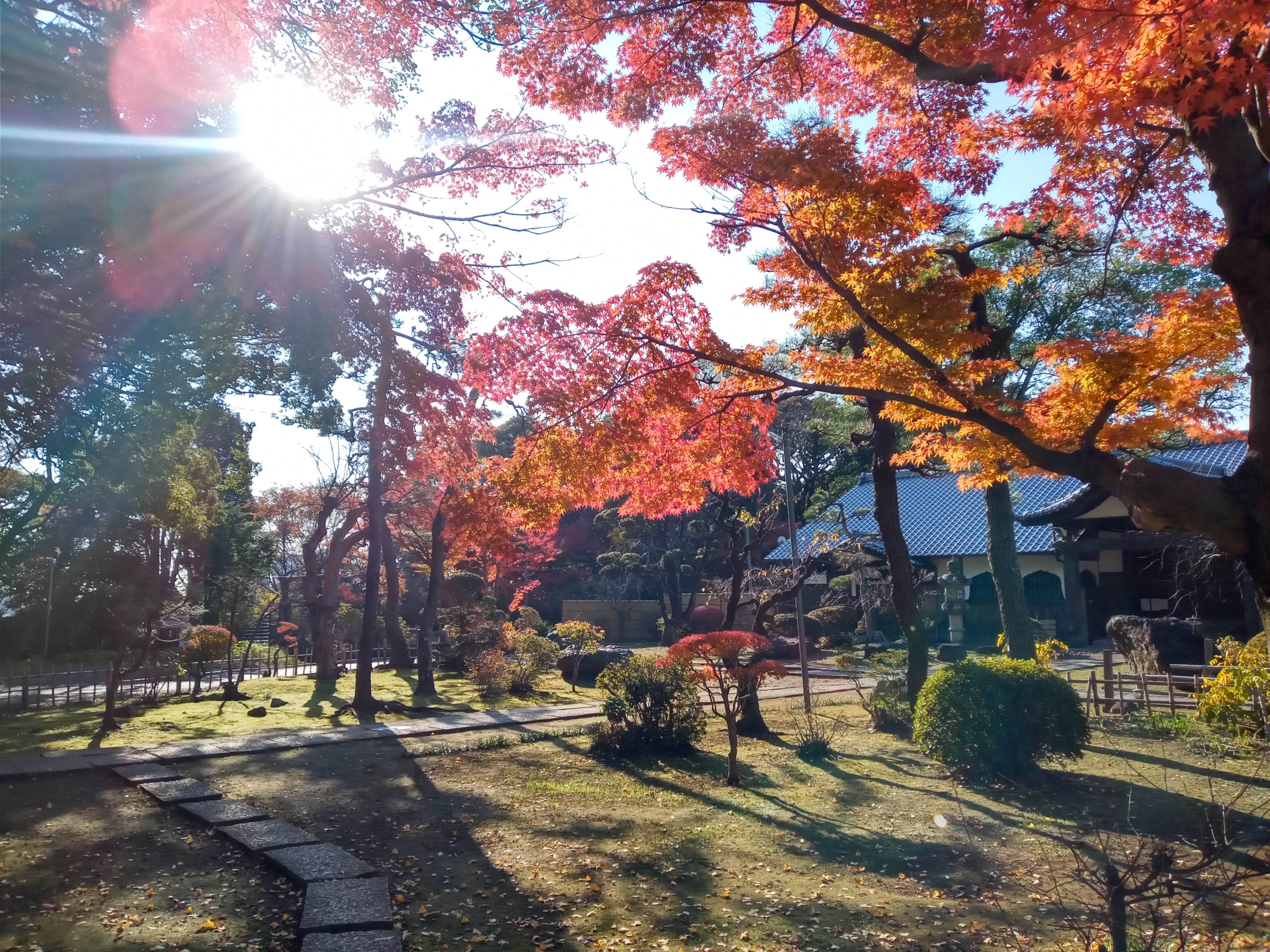 2020年秋色に色づいた真間山弘法寺の木々２２