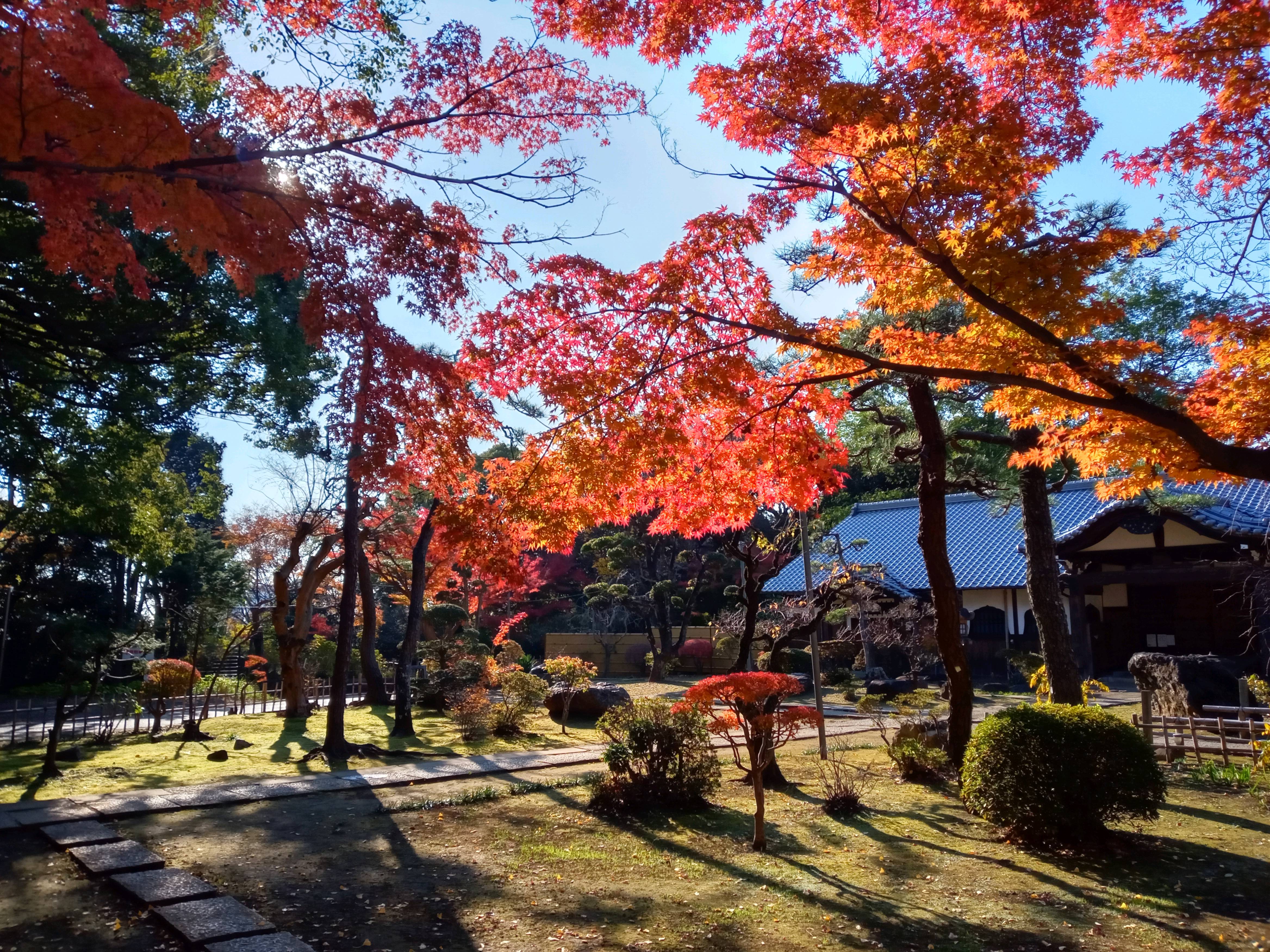 2020年秋色に色づいた真間山弘法寺の木々２３