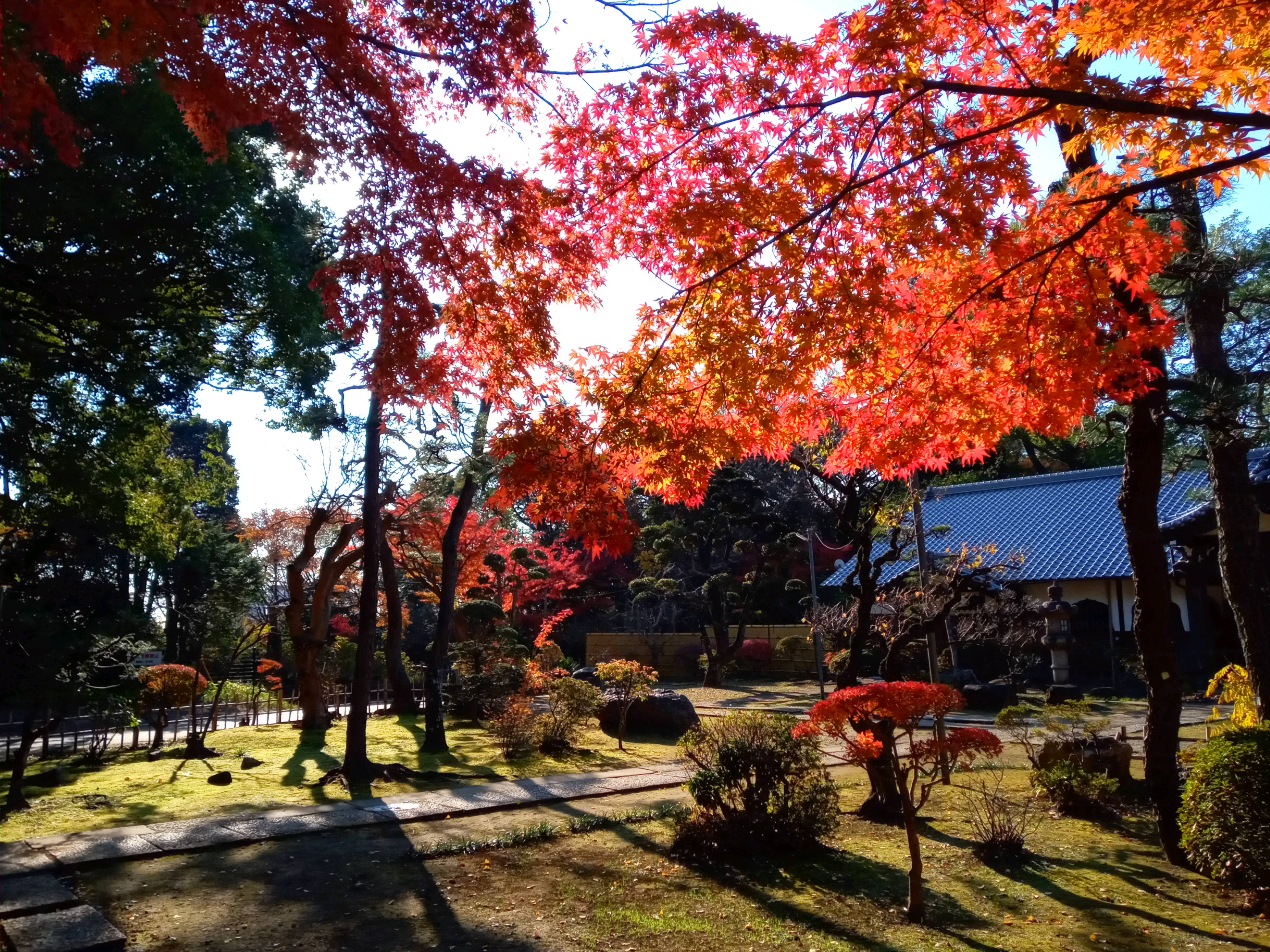 2020年秋色に色づいた真間山弘法寺の木々２４
