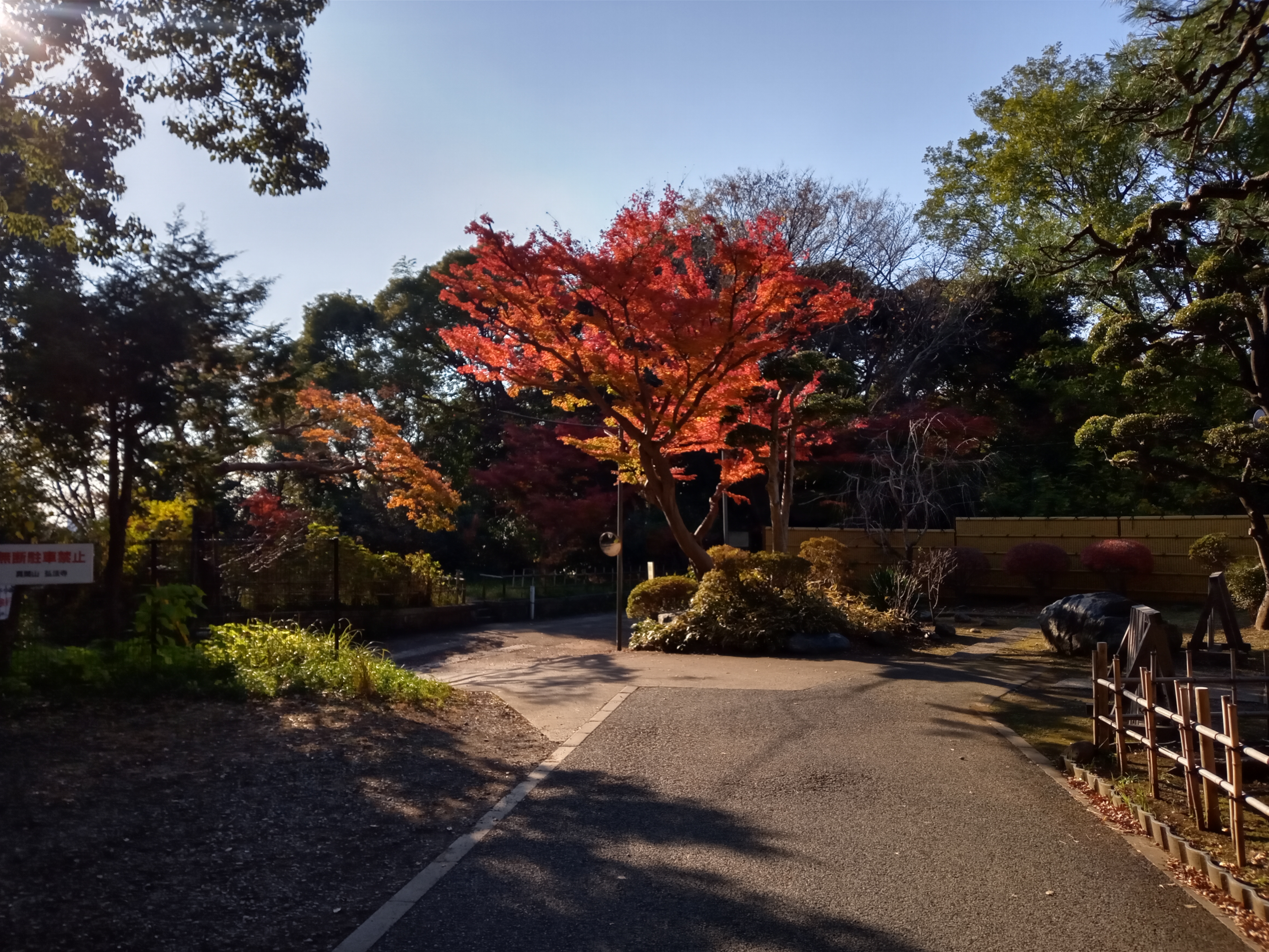 2020年秋色に色づいた真間山弘法寺の木々２５