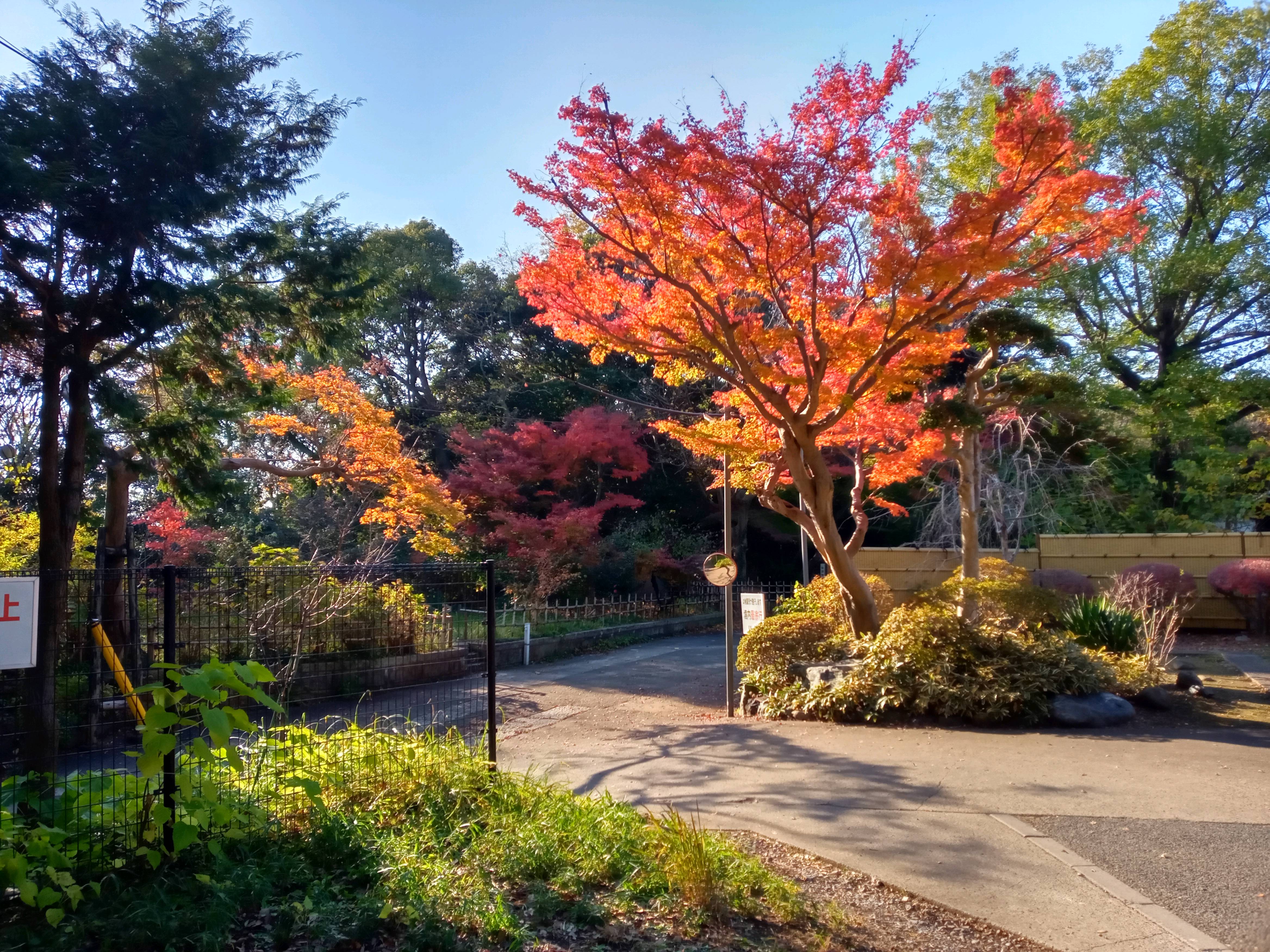 2020年秋色に色づいた真間山弘法寺の木々２６