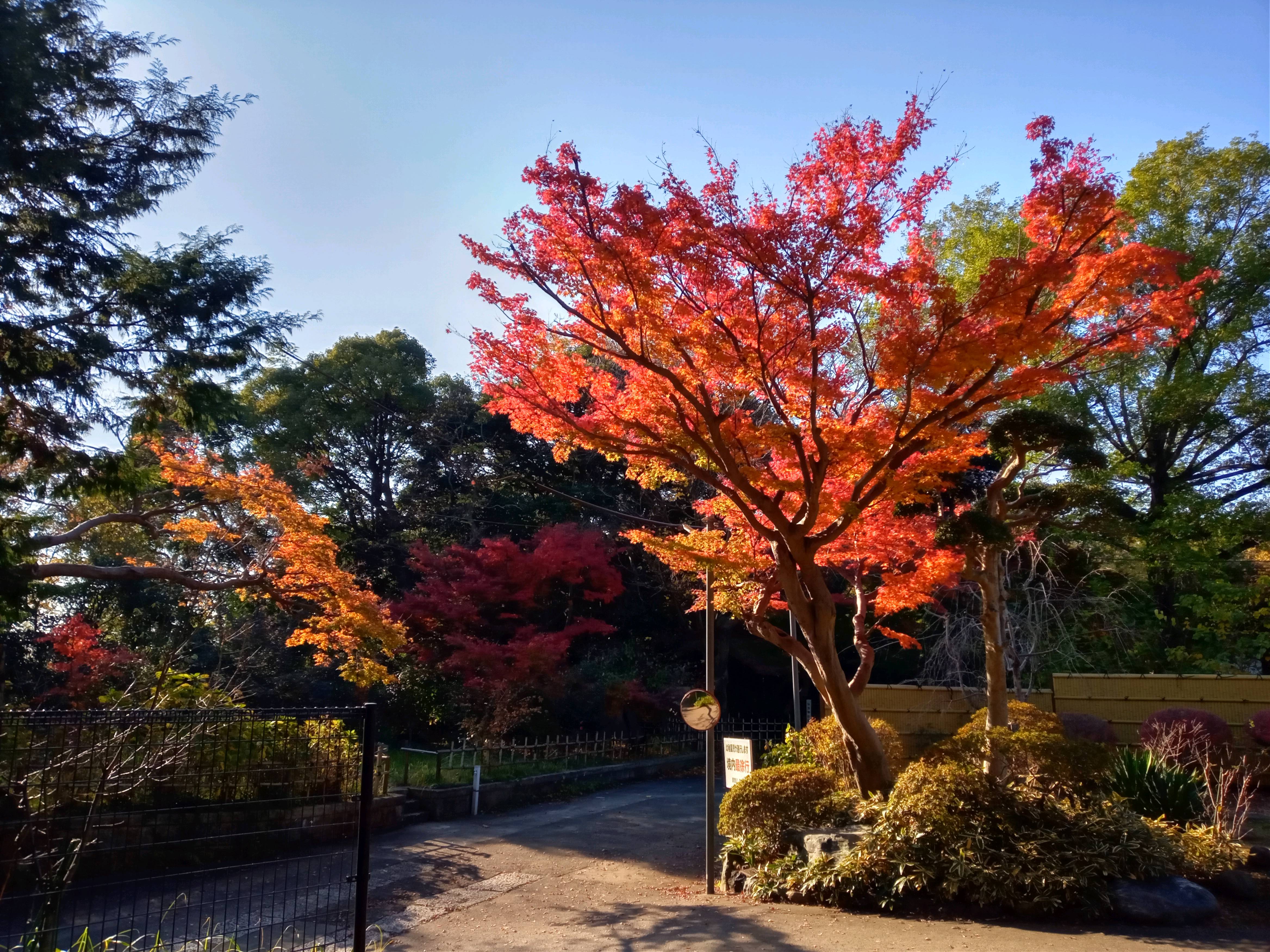 2020年秋色に色づいた真間山弘法寺の木々２７