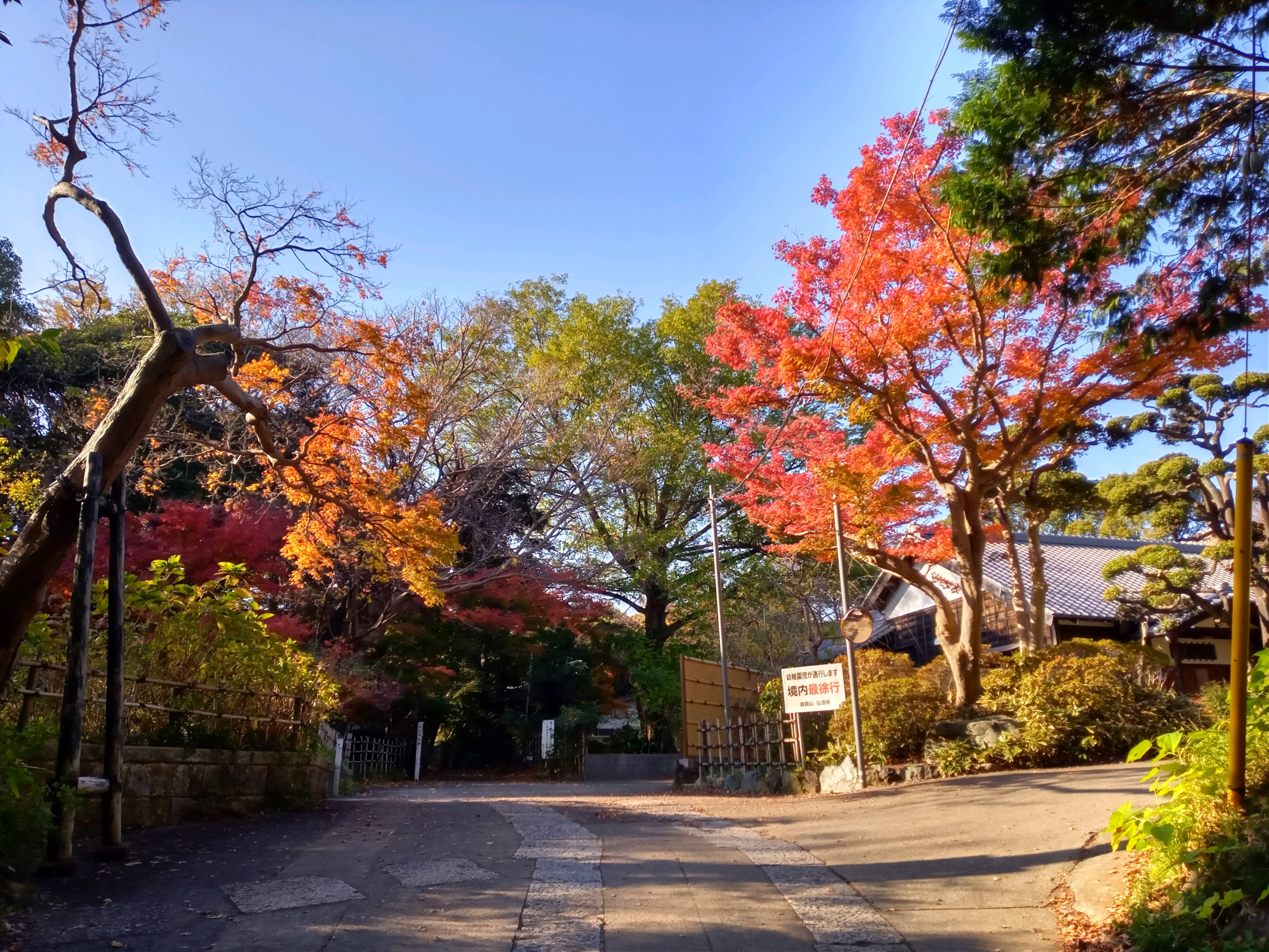 2020年秋色に色づいた真間山弘法寺の木々２８