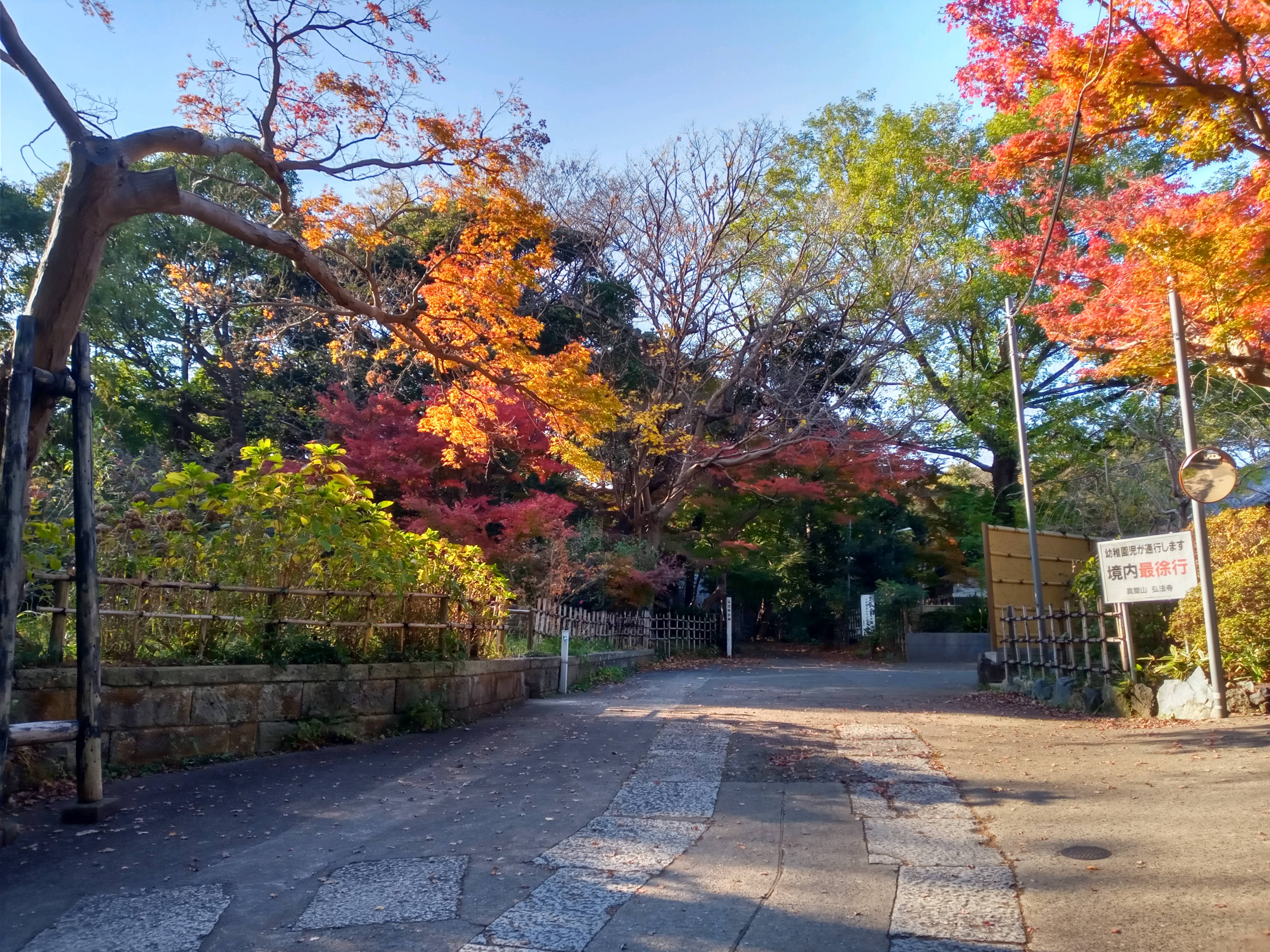 2020年秋色に色づいた真間山弘法寺の木々２９