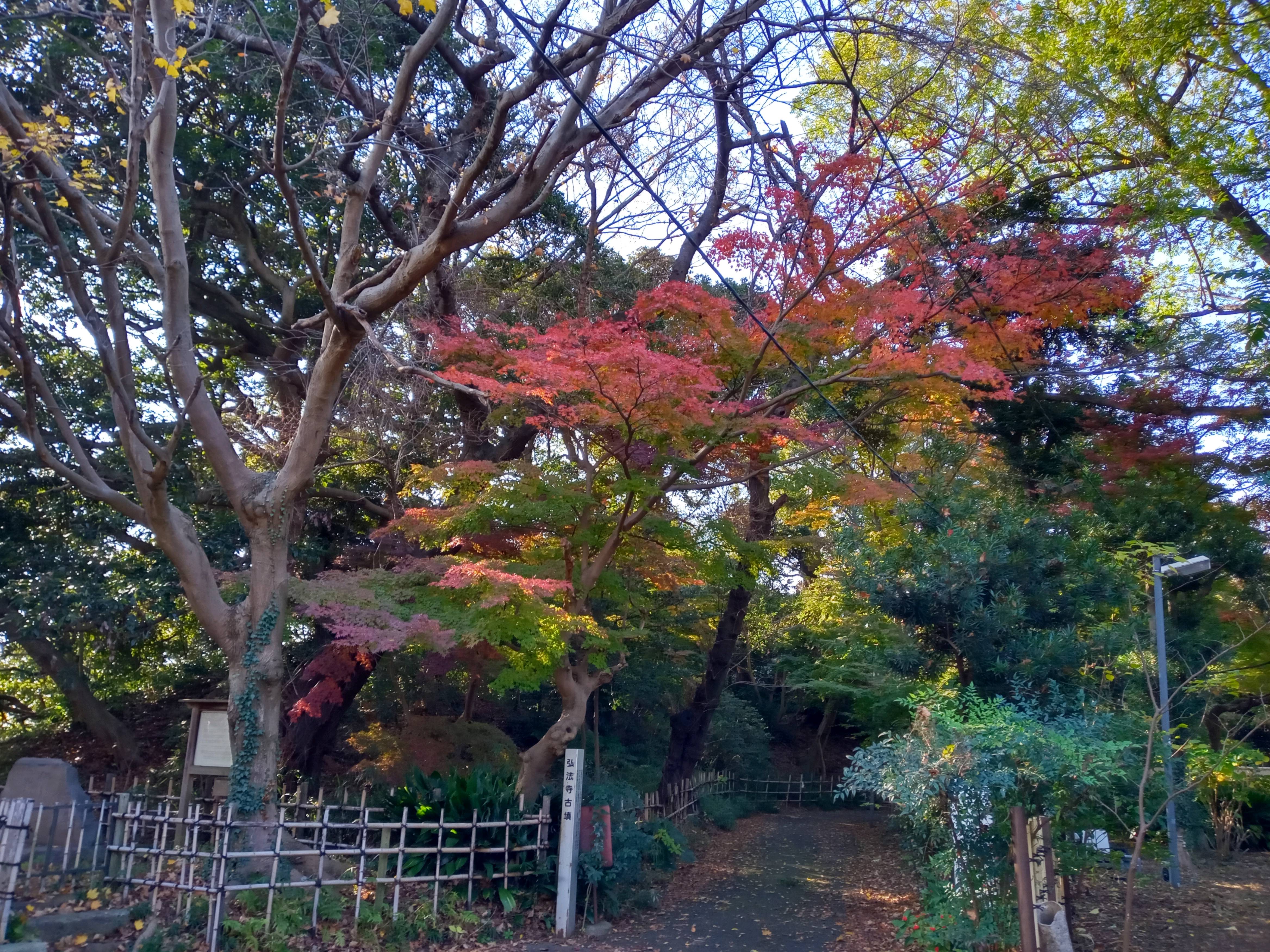2020年秋色に色づいた真間山弘法寺の木々３０