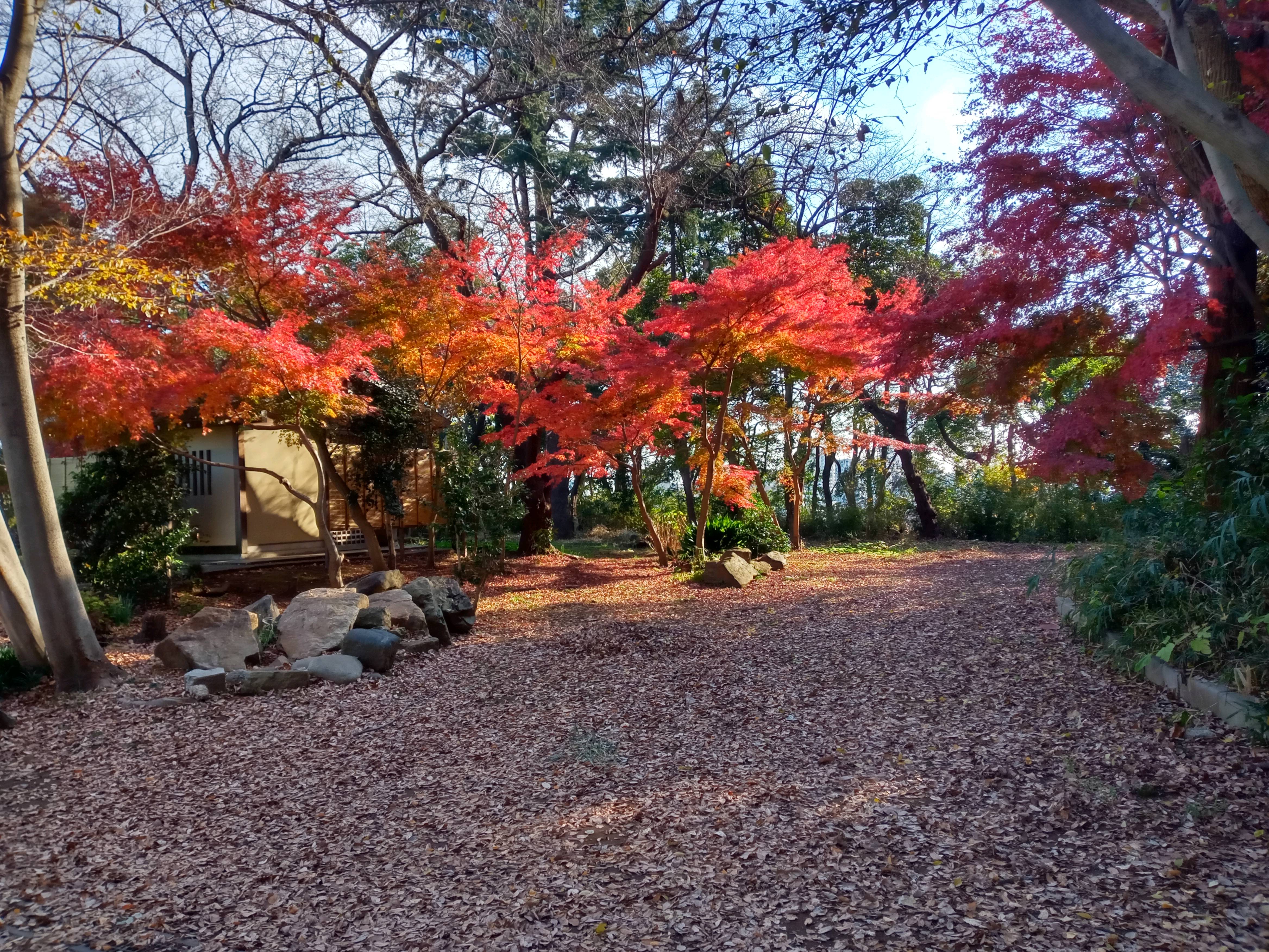 2020年秋色に色づいた真間山弘法寺の木々３２