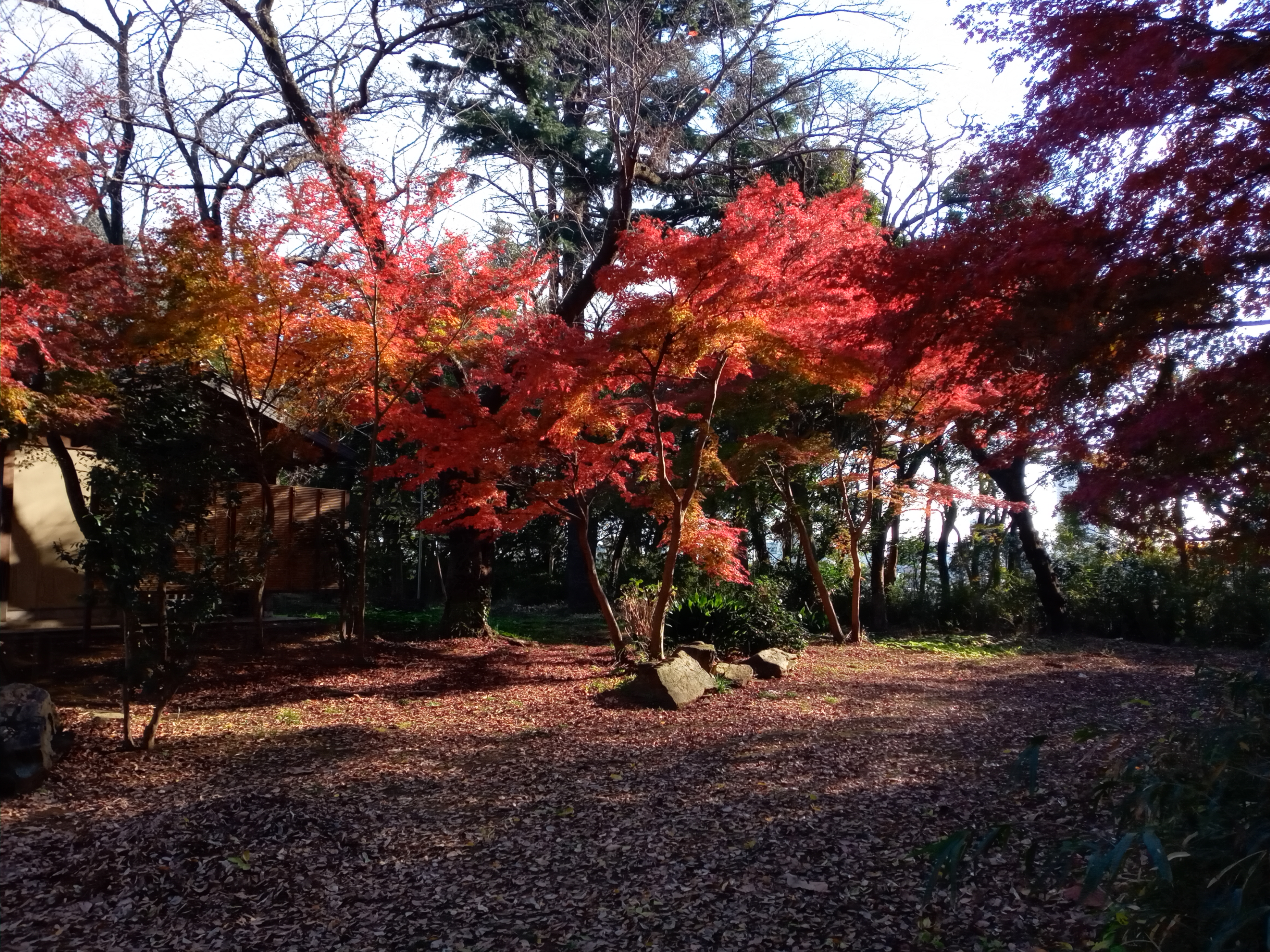 2020年秋色に色づいた真間山弘法寺の木々３３