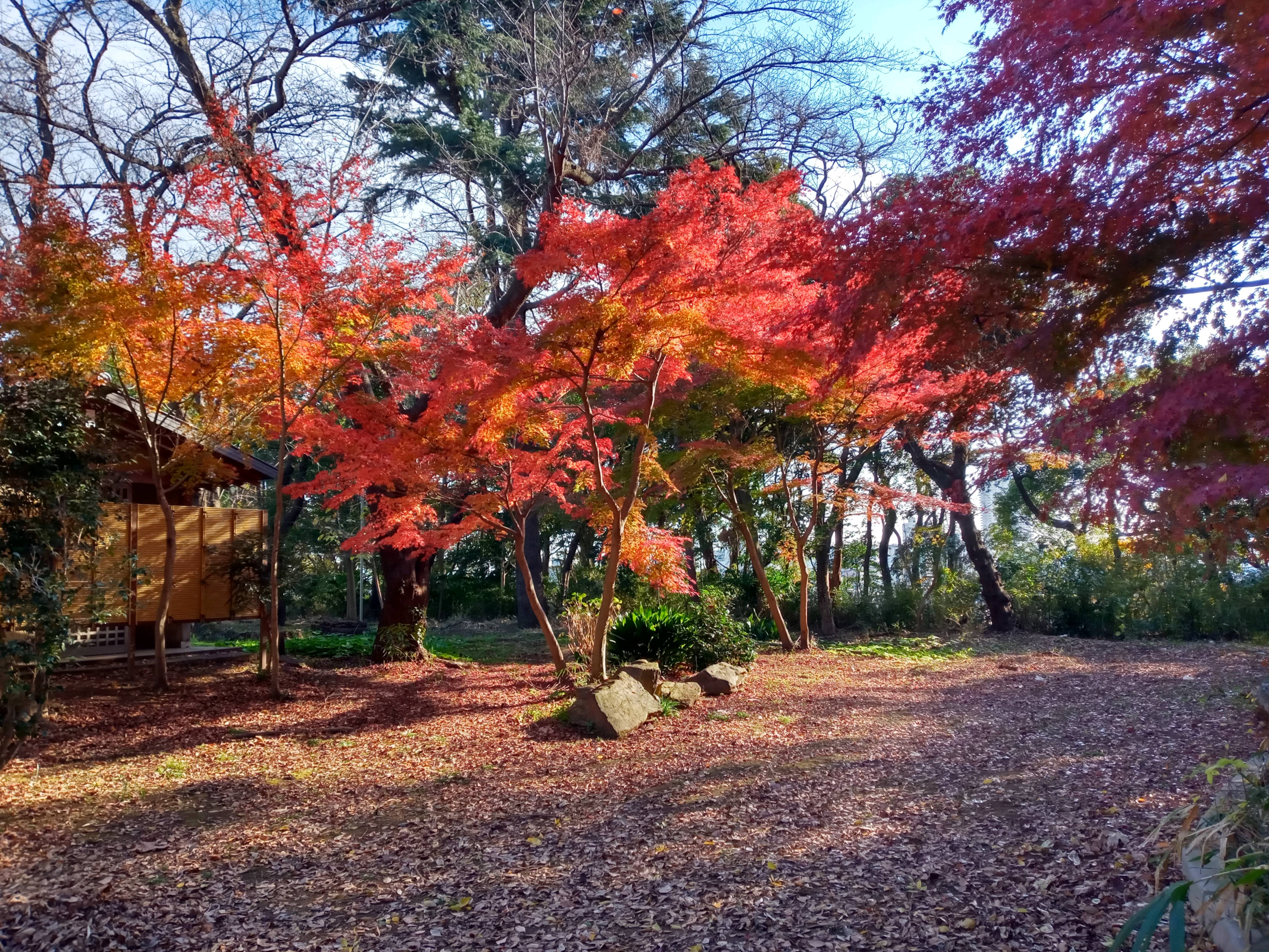 2020年秋色に色づいた真間山弘法寺の木々３４