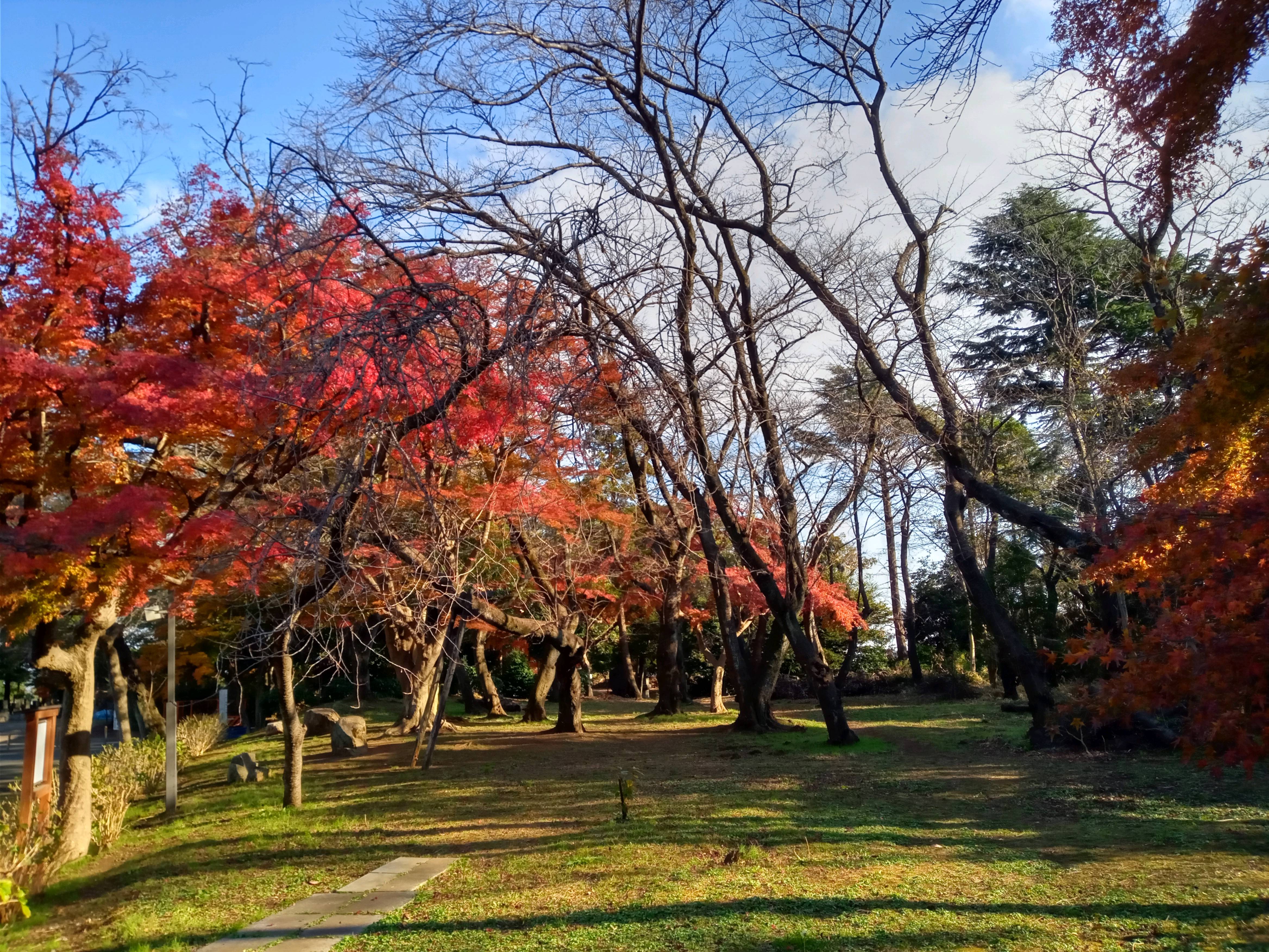 2020年秋色に色づいた真間山弘法寺の木々３６