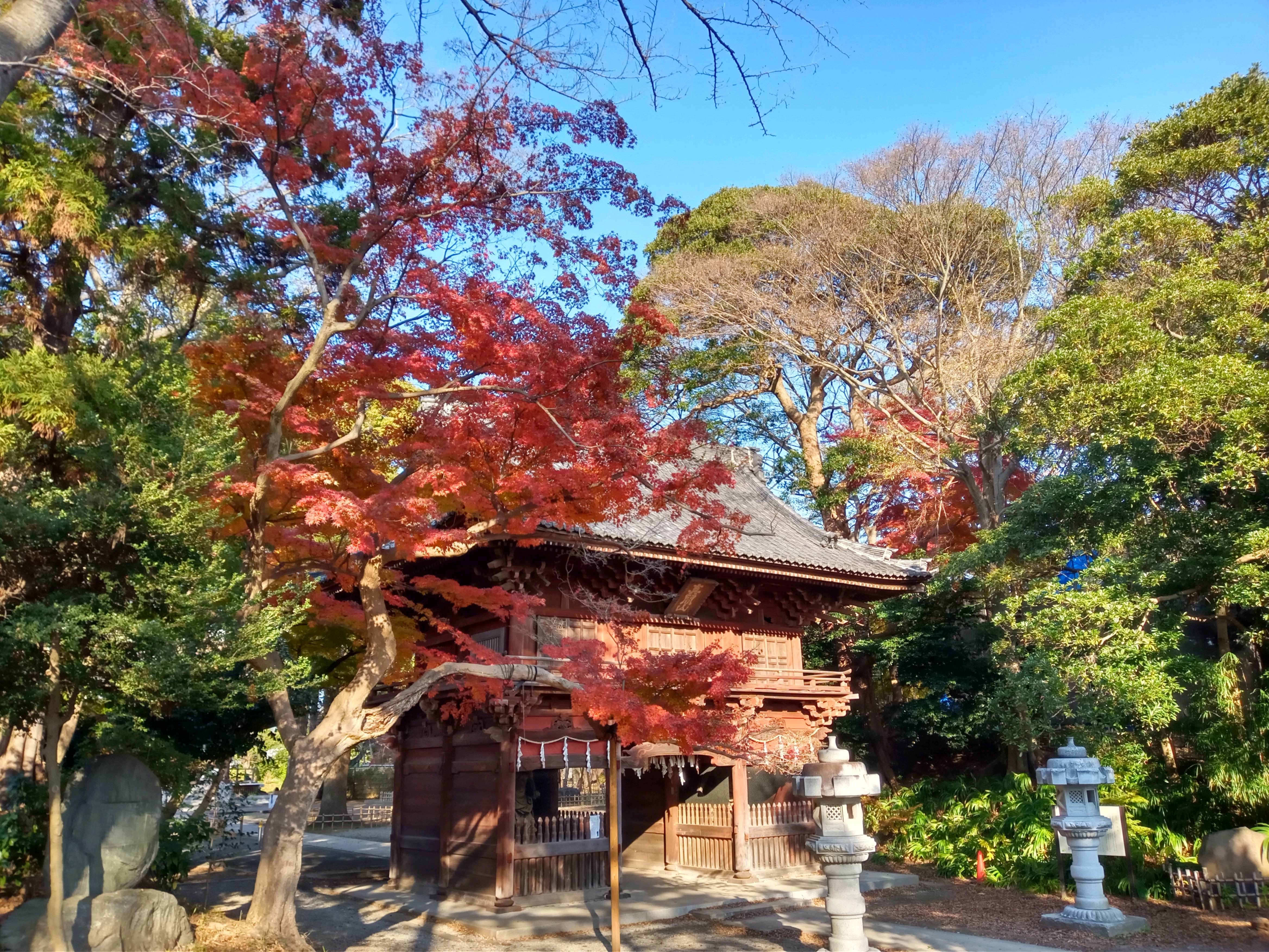 2020年秋色に色づいた真間山弘法寺の木々３８