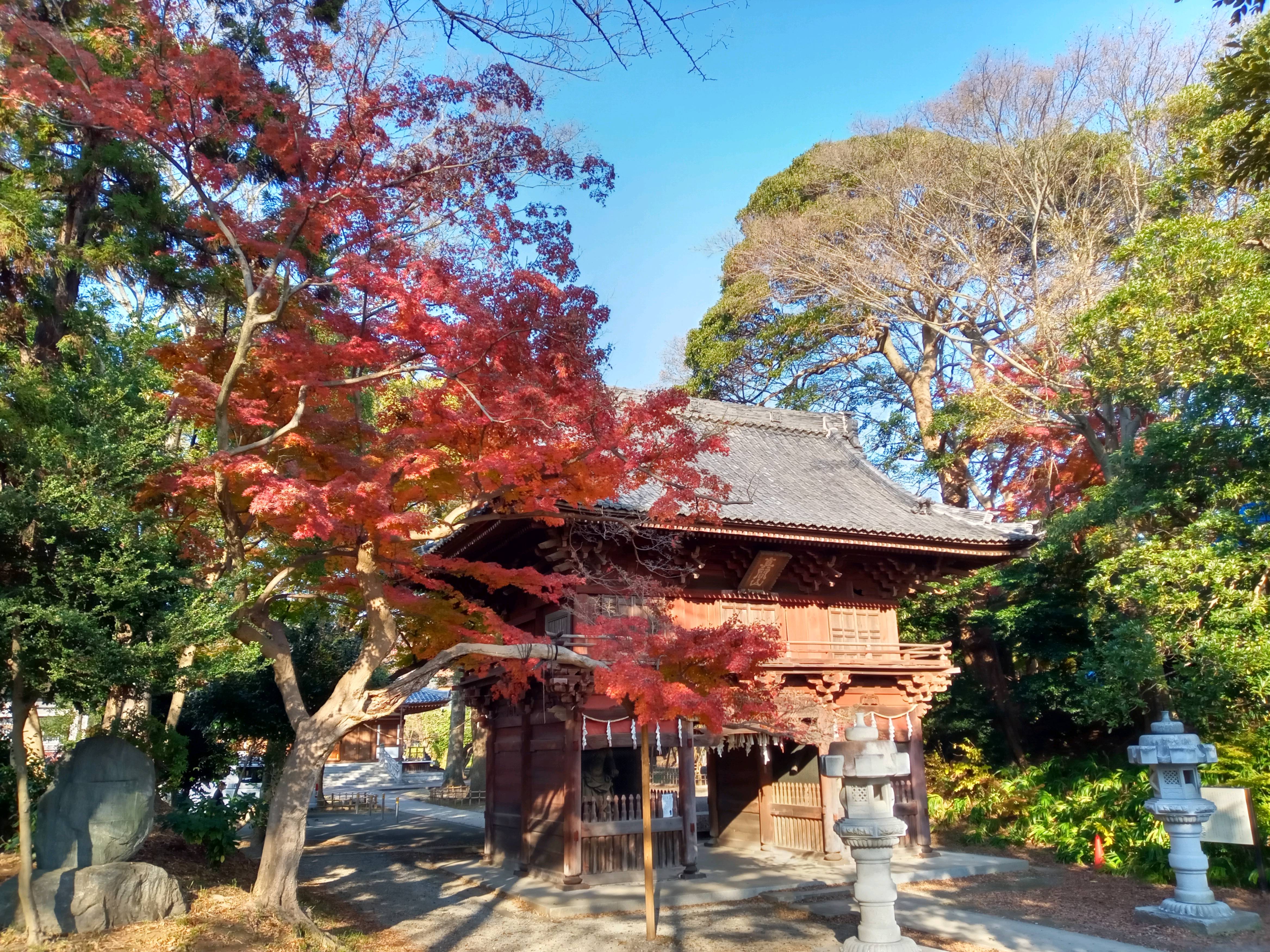 2020年秋色に色づいた真間山弘法寺の木々３９