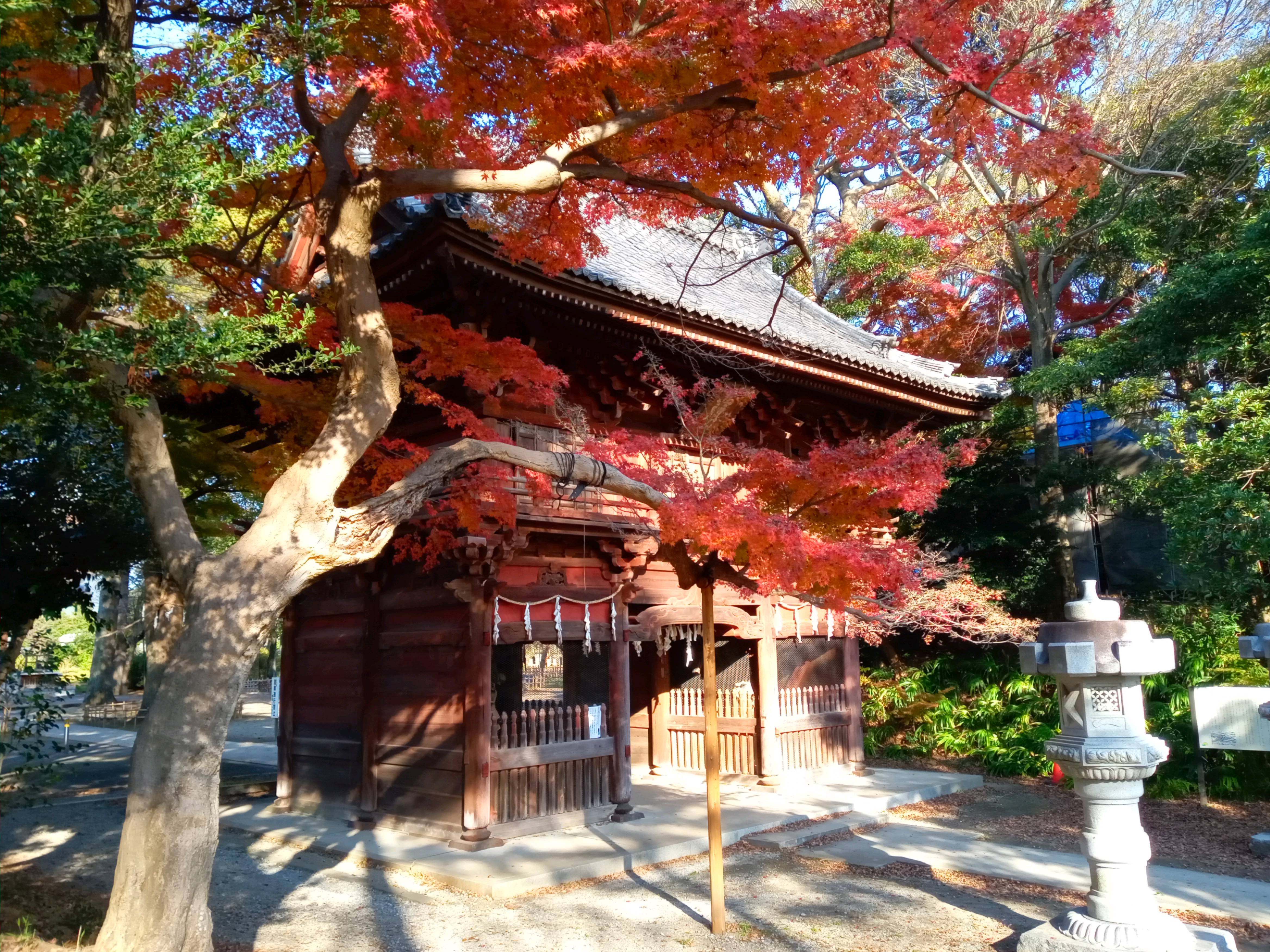 2020年秋色に色づいた真間山弘法寺の木々４０