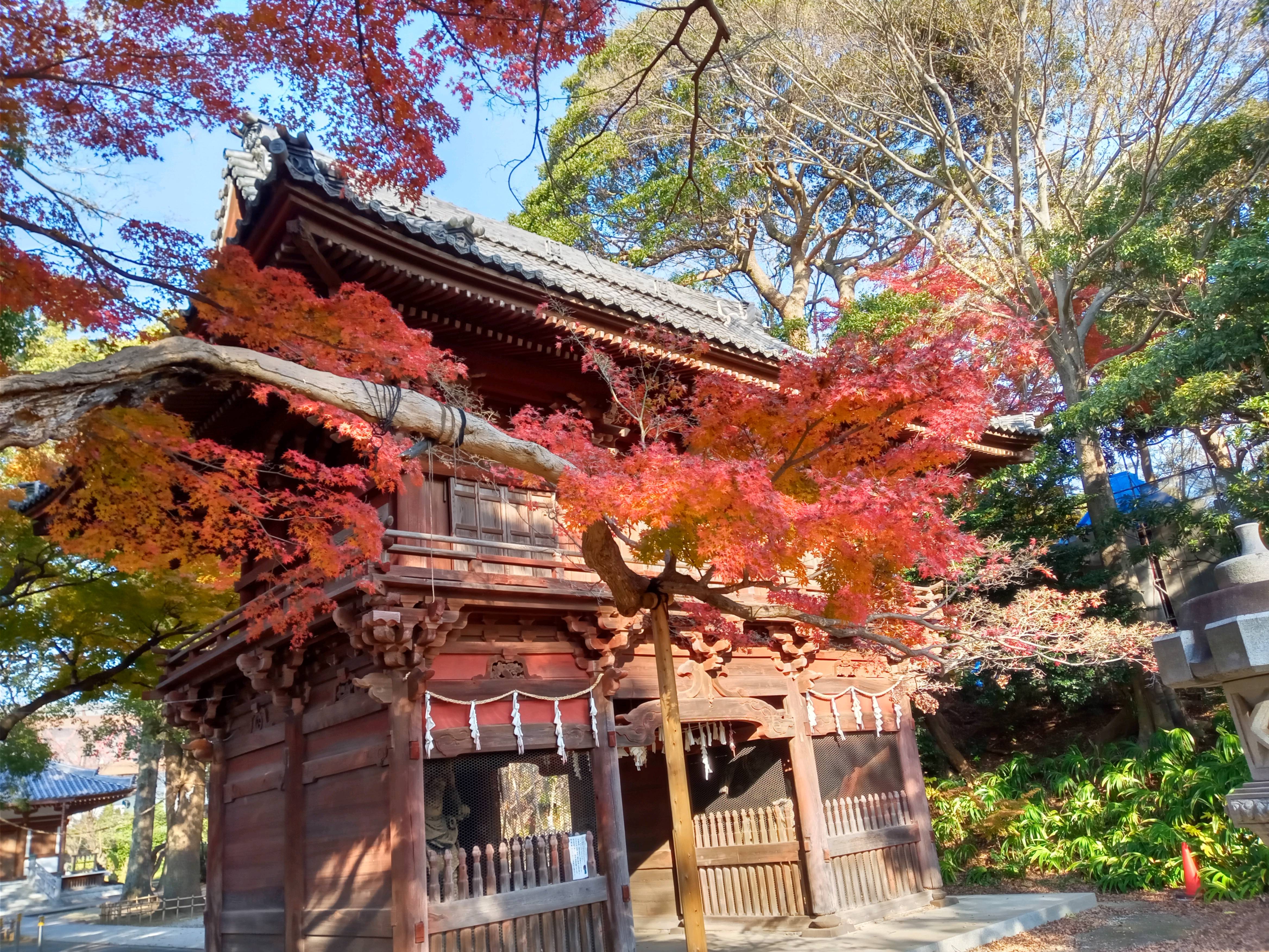 2020年秋色に色づいた真間山弘法寺の木々４１