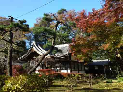 autumnal leaves and Daikokudo Hall