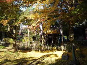 Satomi Ryujindo covered with gingko leaves