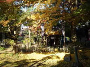 Satomi Ryujindo and the gingko leaves