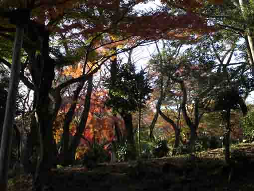 autumnal leaves in woods on Mamasan