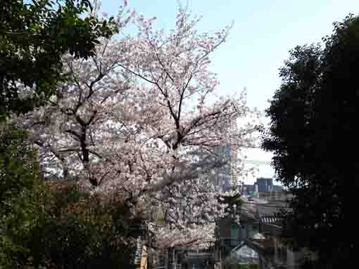 the view from the Niomon Gate