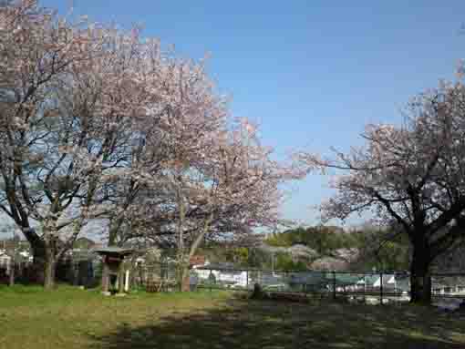 Cherry blossoms on the cliff