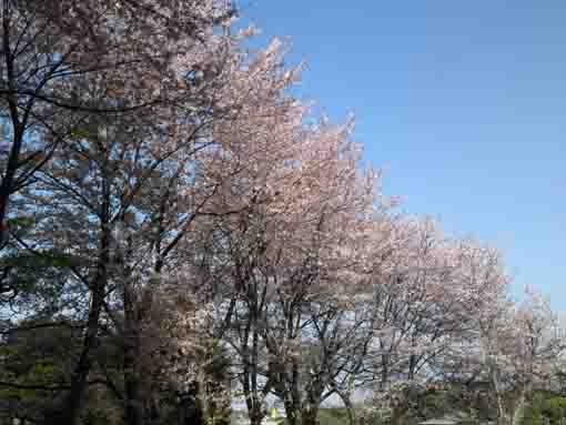 真間山の桜と青空