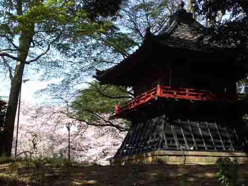 cherry blossoms over the bell tower