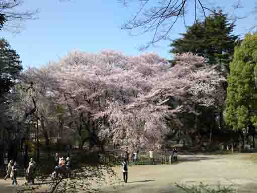 真間山の濃い色の枝垂桜