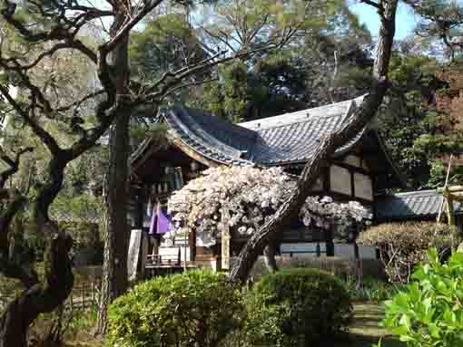a white cherry blossoms and the Daikokudo