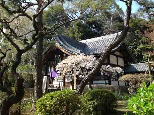 太刀大黒天前の白い桜