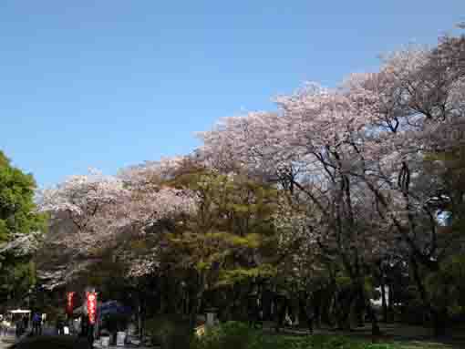 cherry blossoms and roadside stands