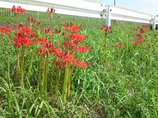 red manjushage on the bank