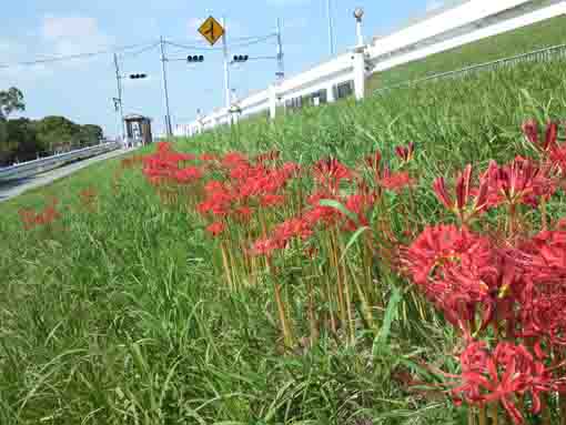 cluster amarylis on the bank near Shinzaki