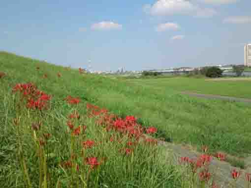 Edogawa River