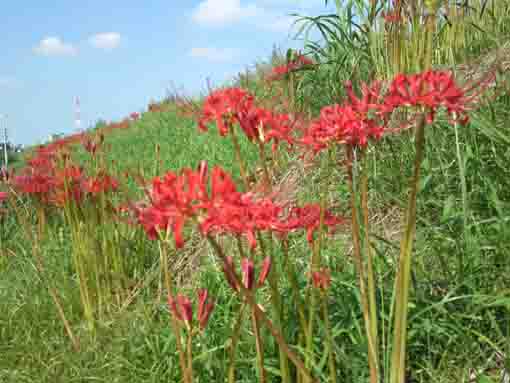 red spider lilies blooming near Shinozaki