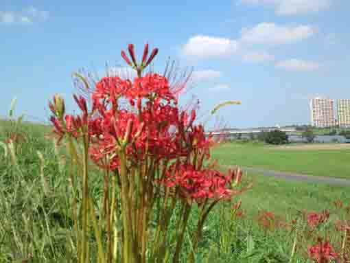 Manjushage along Edogawa River