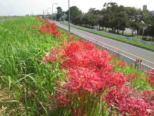 red spider lilies along Shinozaki Kaido
